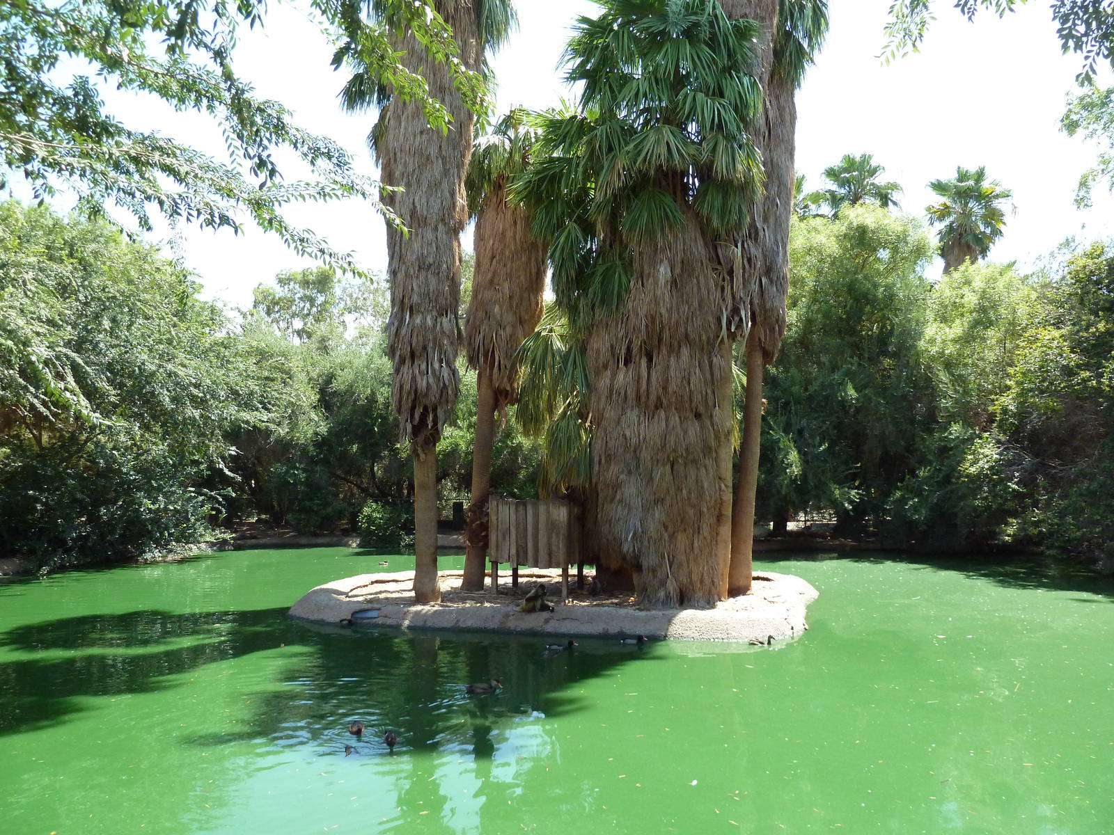 Spider Monkey Exhibit