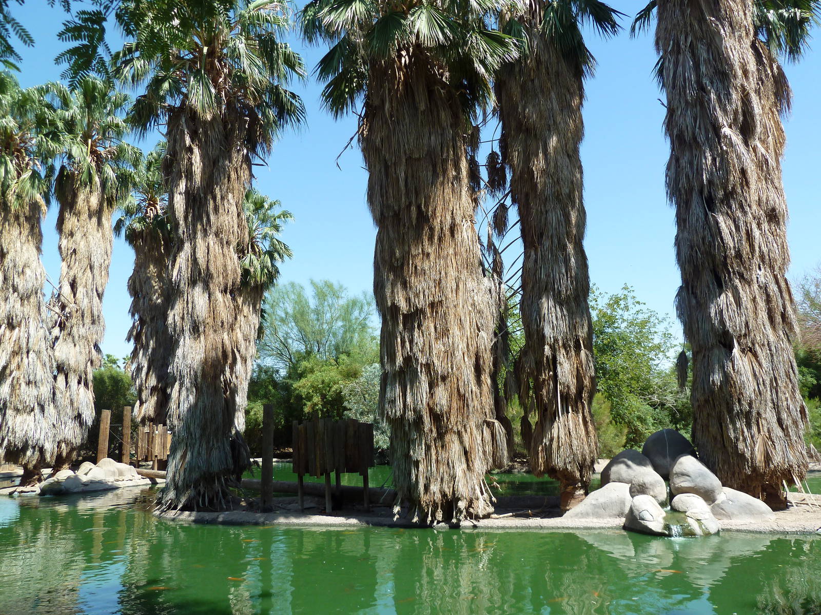 Spider Monkey Exhibit
