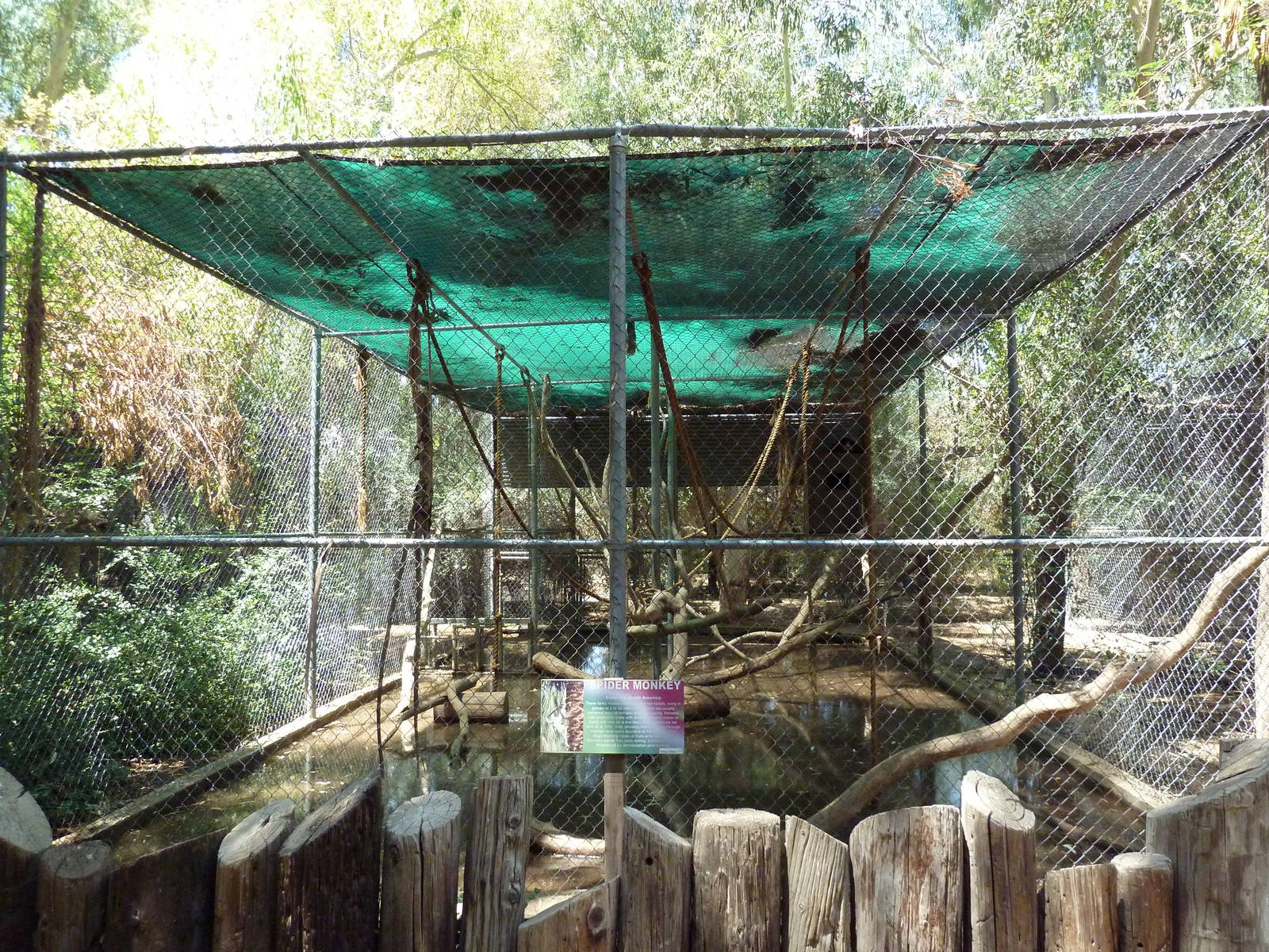 Spider Monkey Exhibit