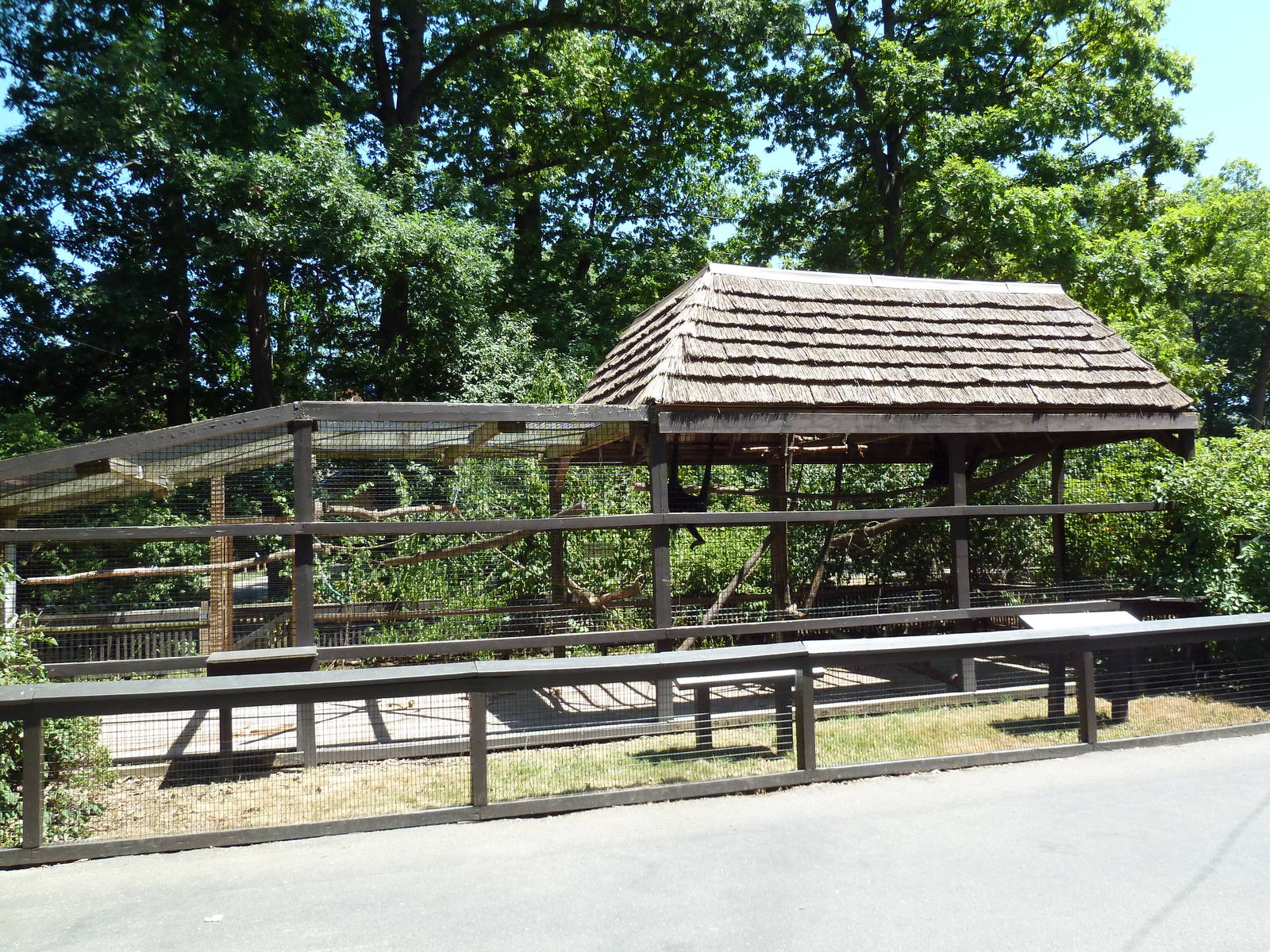Spider Monkey Exhibit