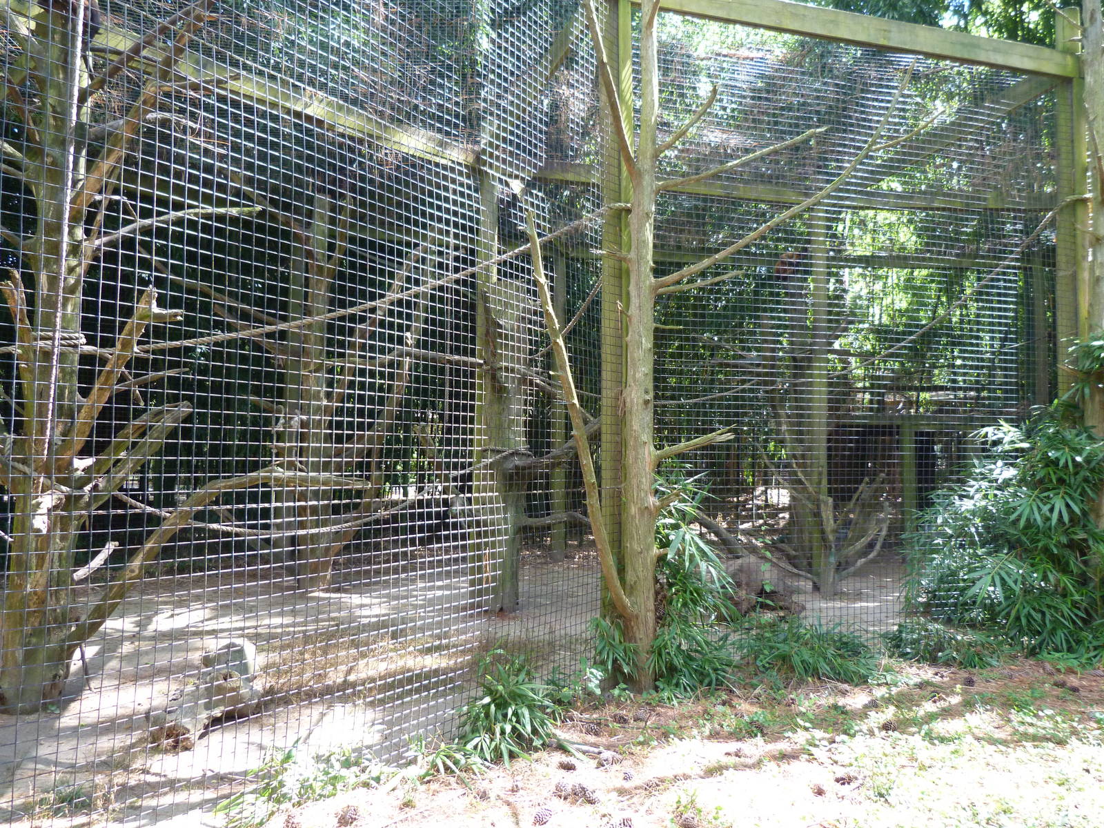Spider Monkey Exhibit