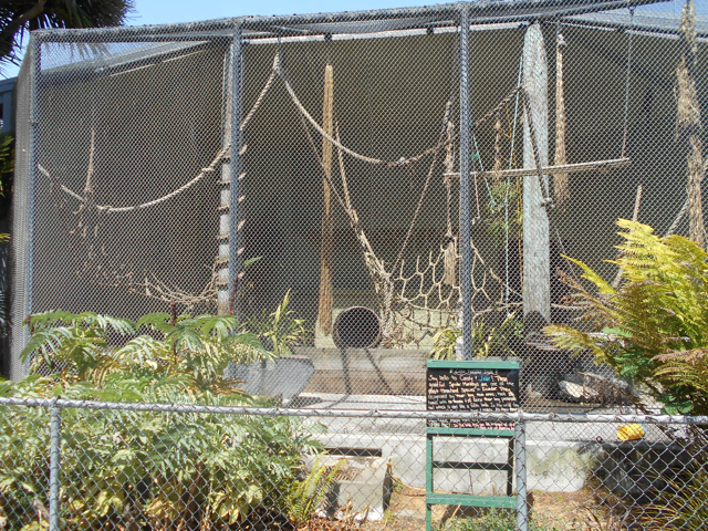 Spider monkey exhibit