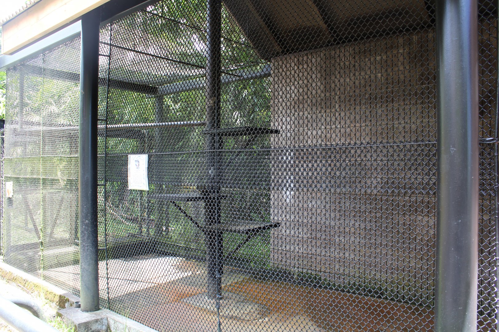 Spider Monkey Exhibit