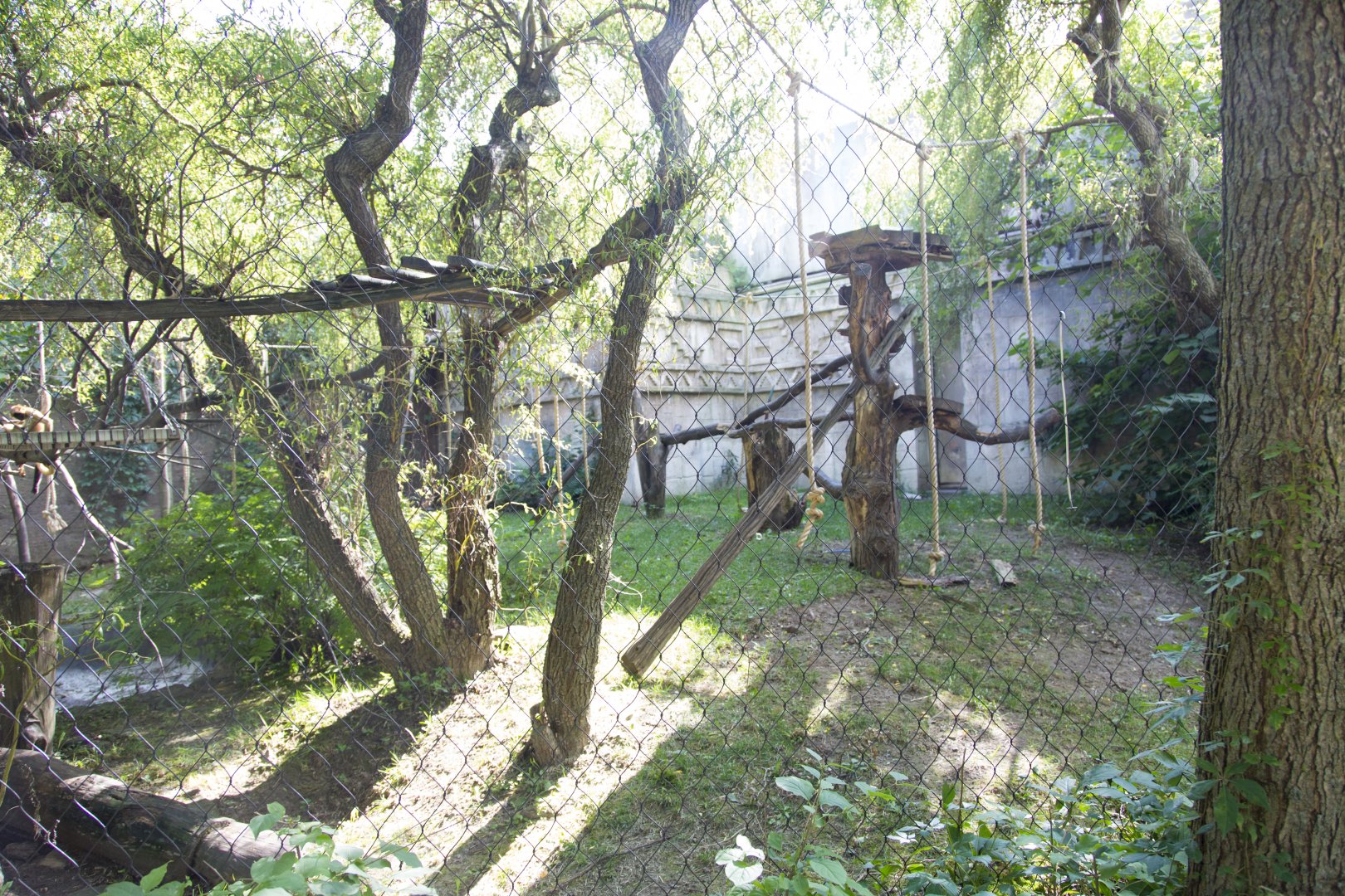 Spider Monkey Exhibit