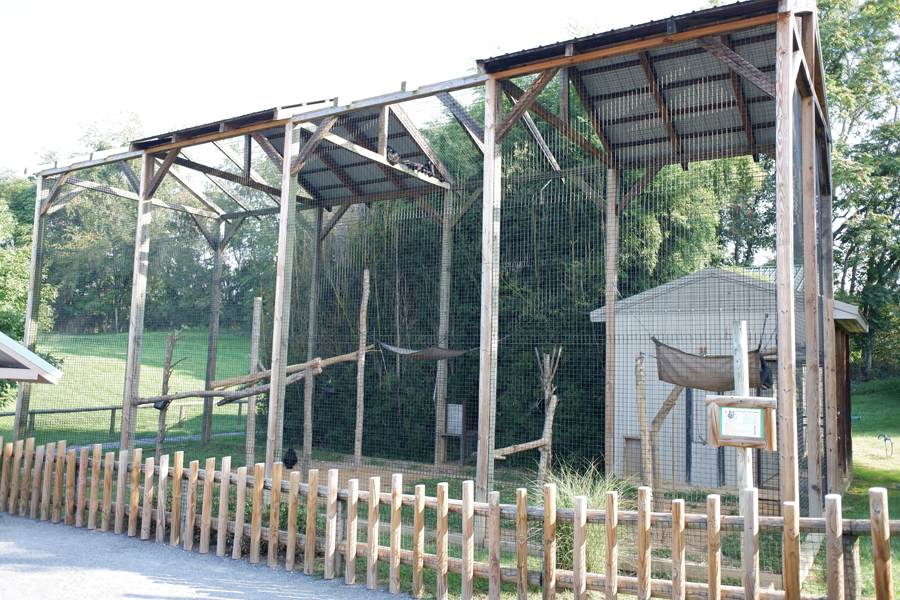 spider monkey exhibit