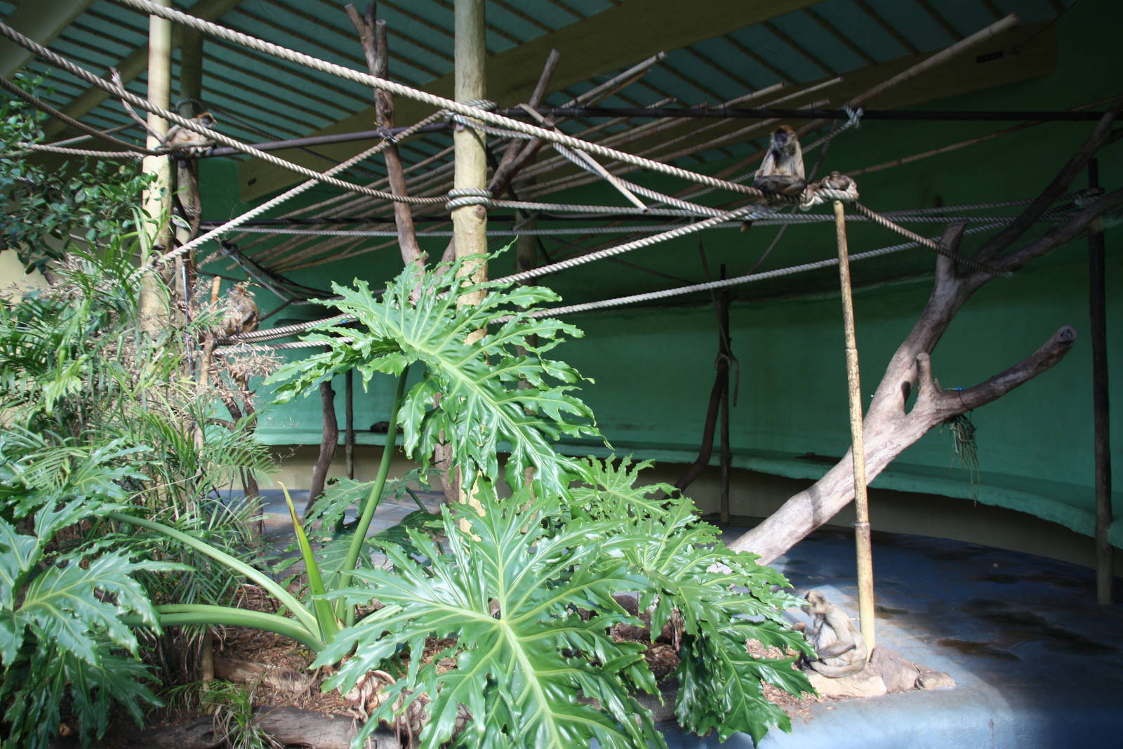 Spider monkey exhibit