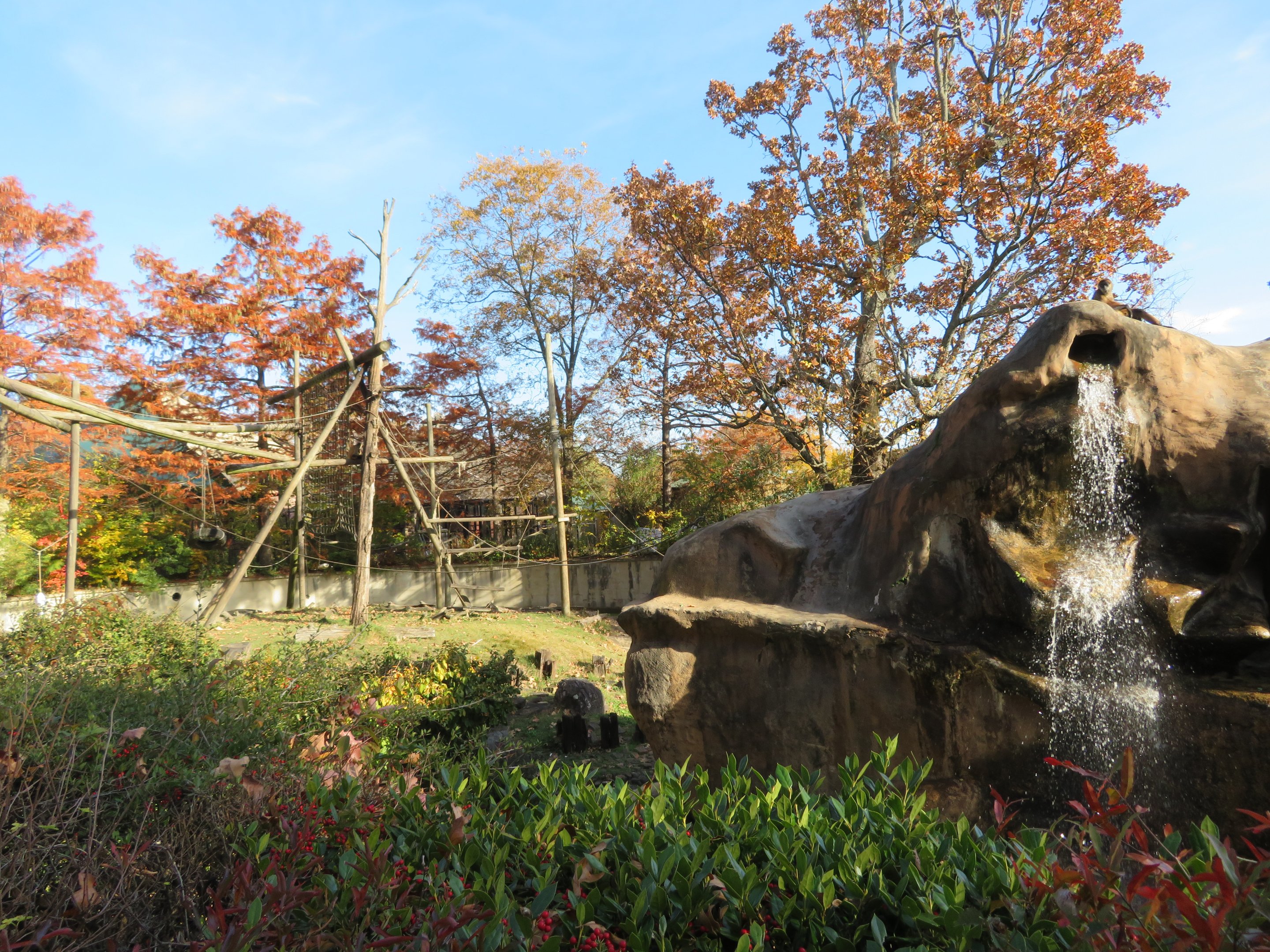 Spider Monkey Exhibit