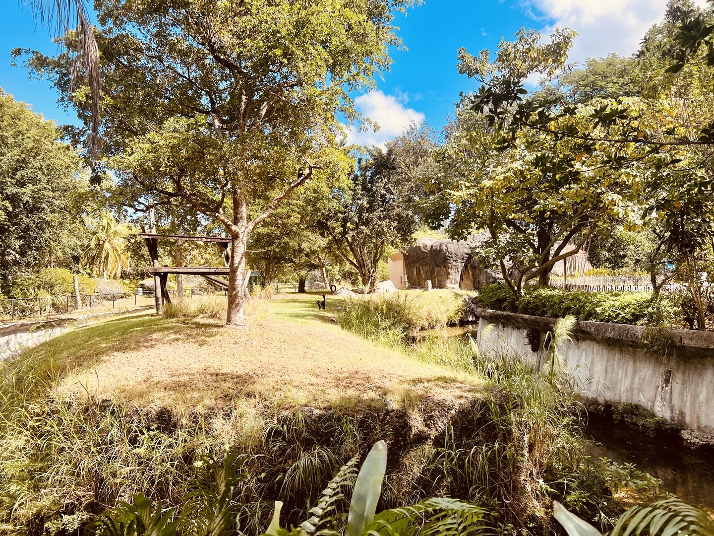 Spider Monkey Exhibit