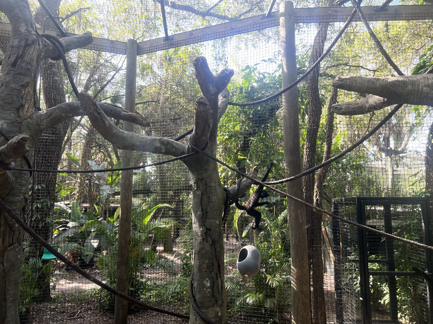 Spider Monkey Exhibit