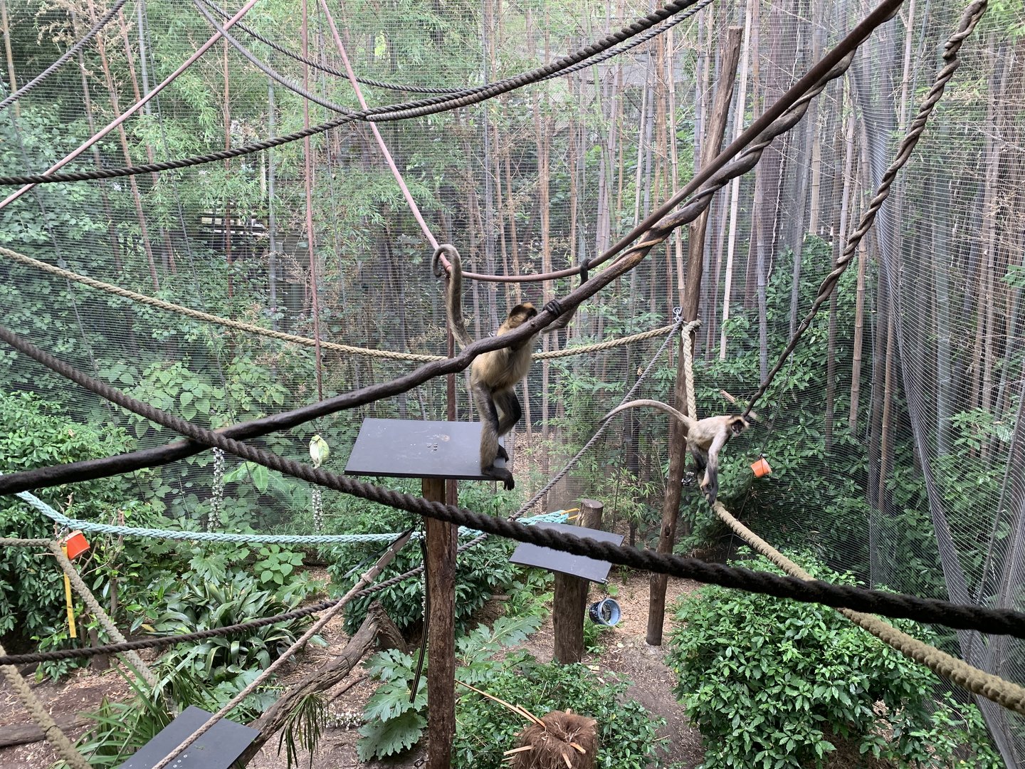 Spider Monkey Exhibit