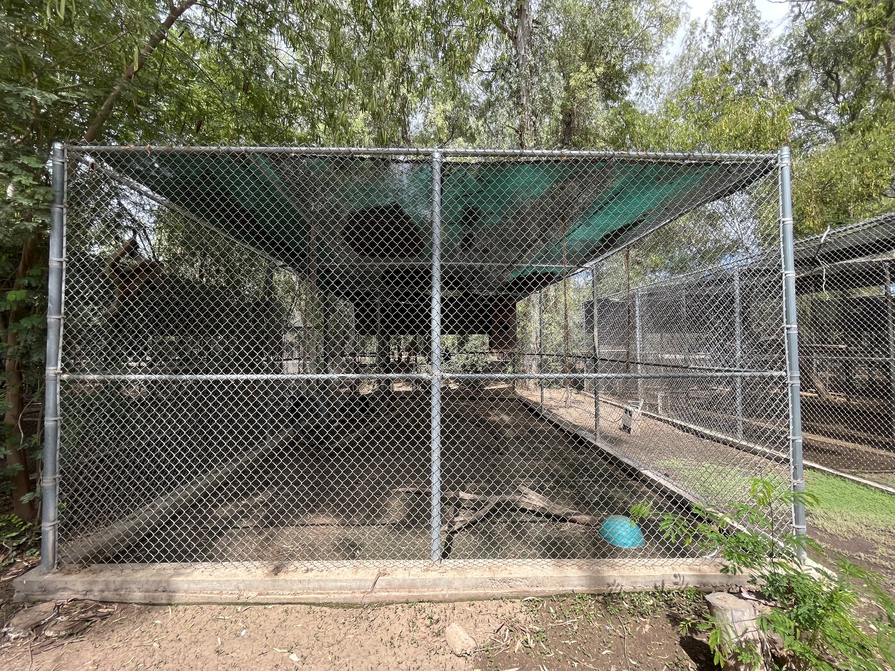 Spider Monkey Exhibit