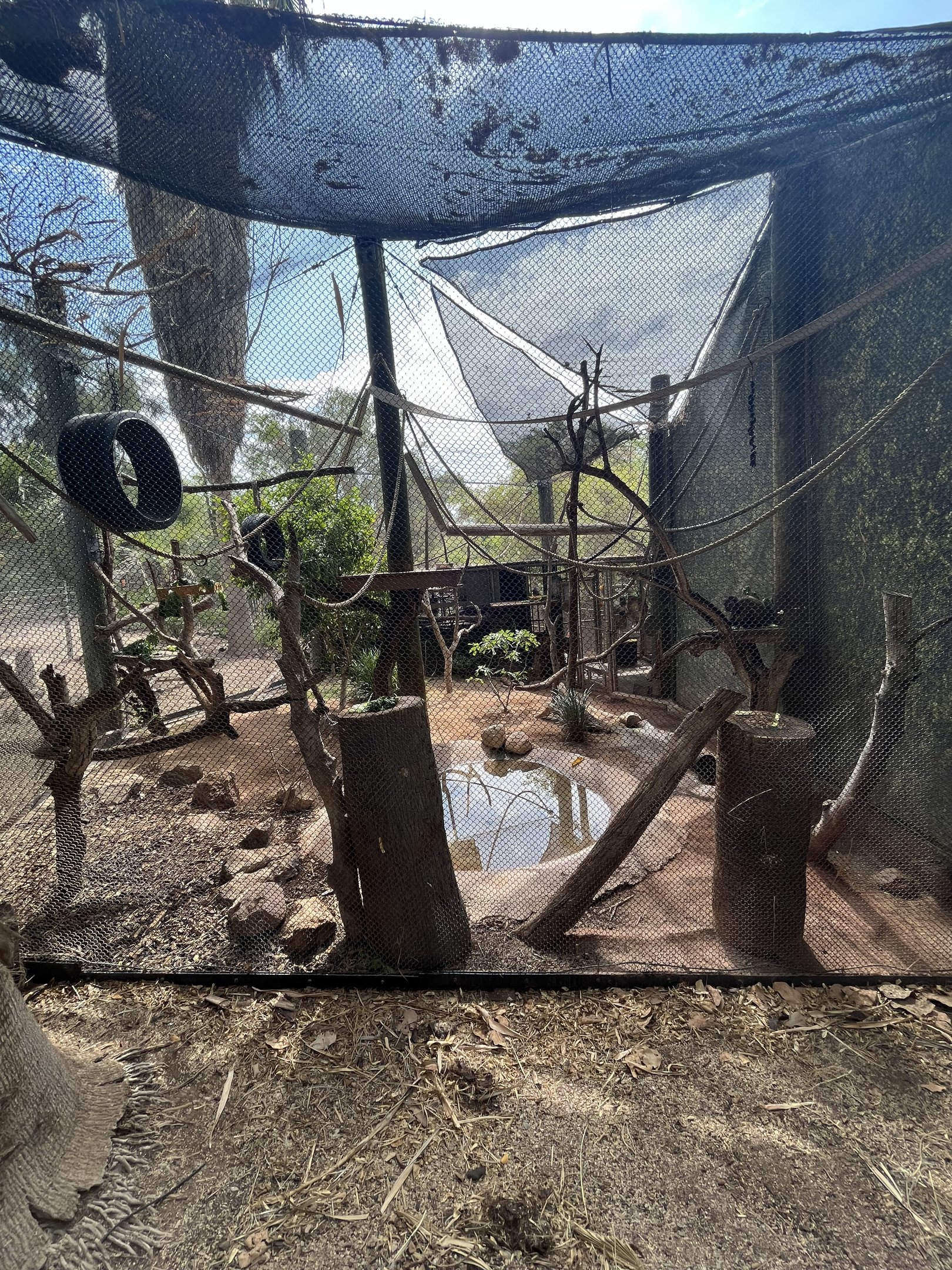 Spider Monkey Exhibit