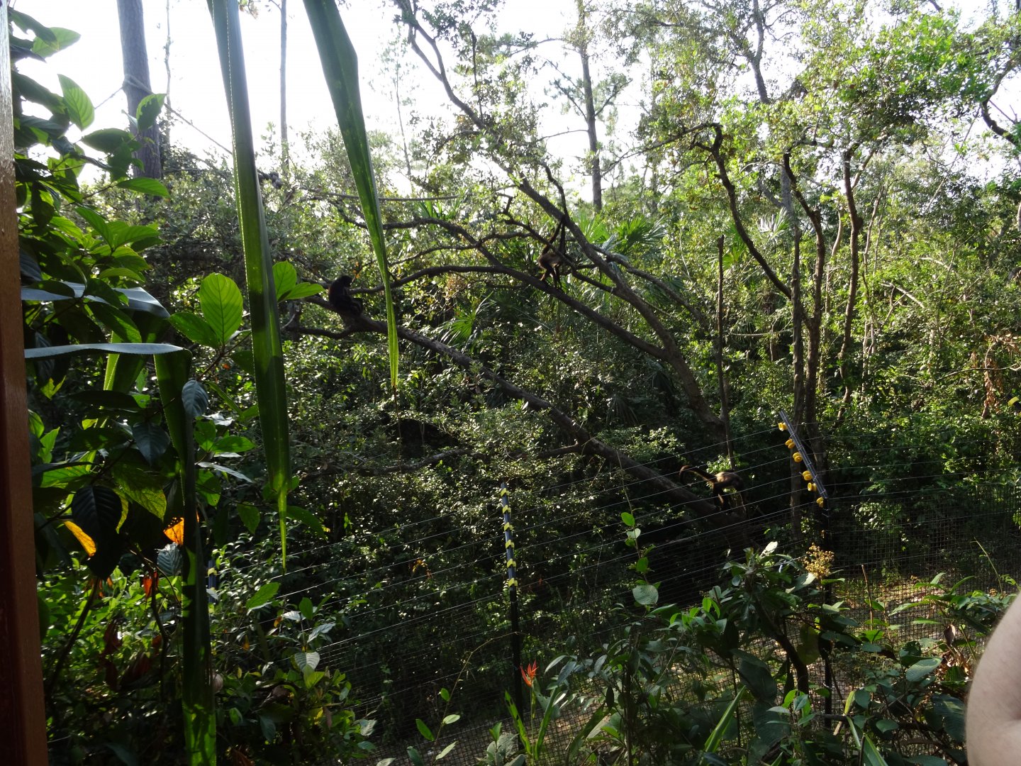 Spider Monkey Exhibit