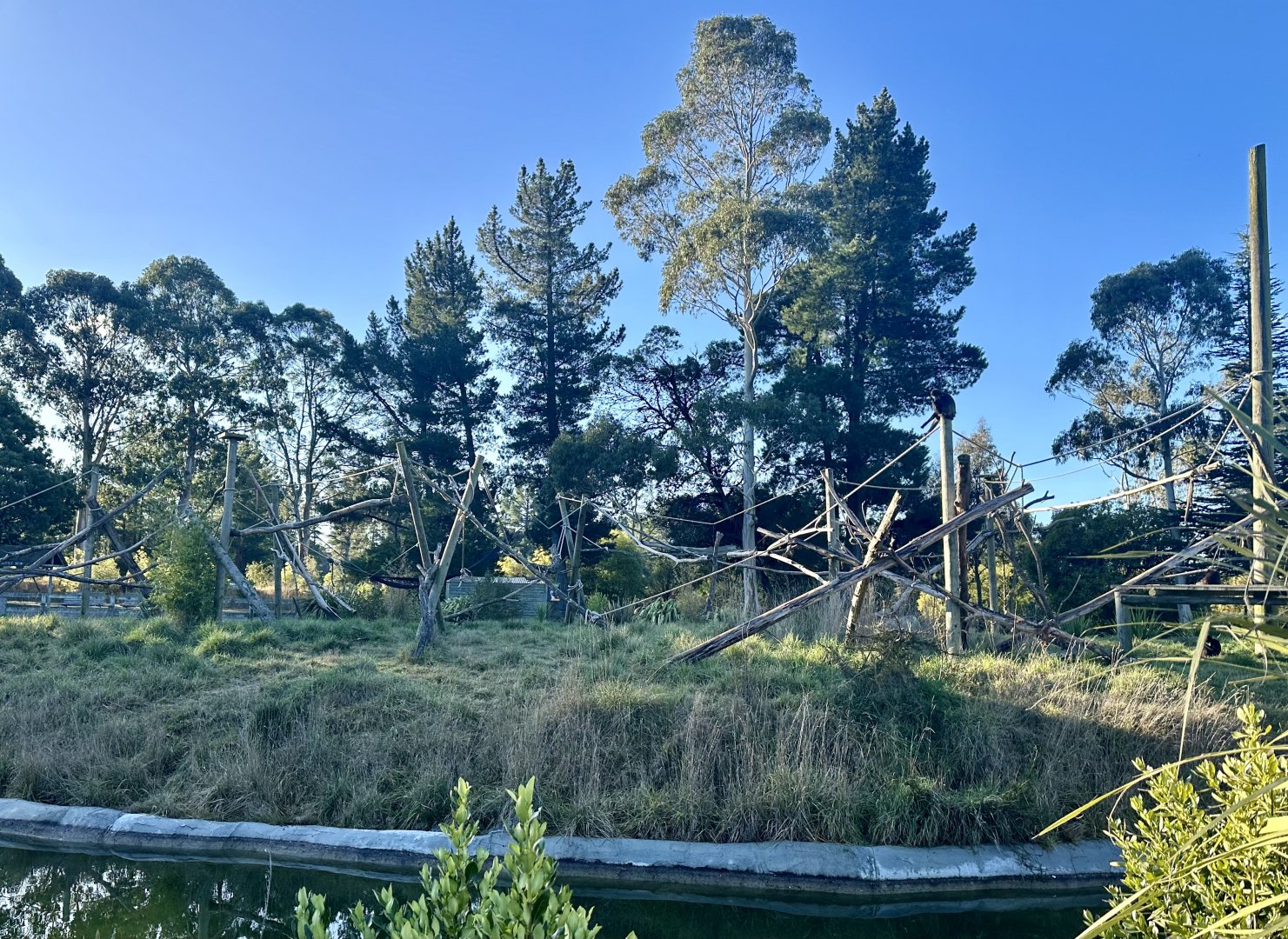 Spider Monkey Exhibit