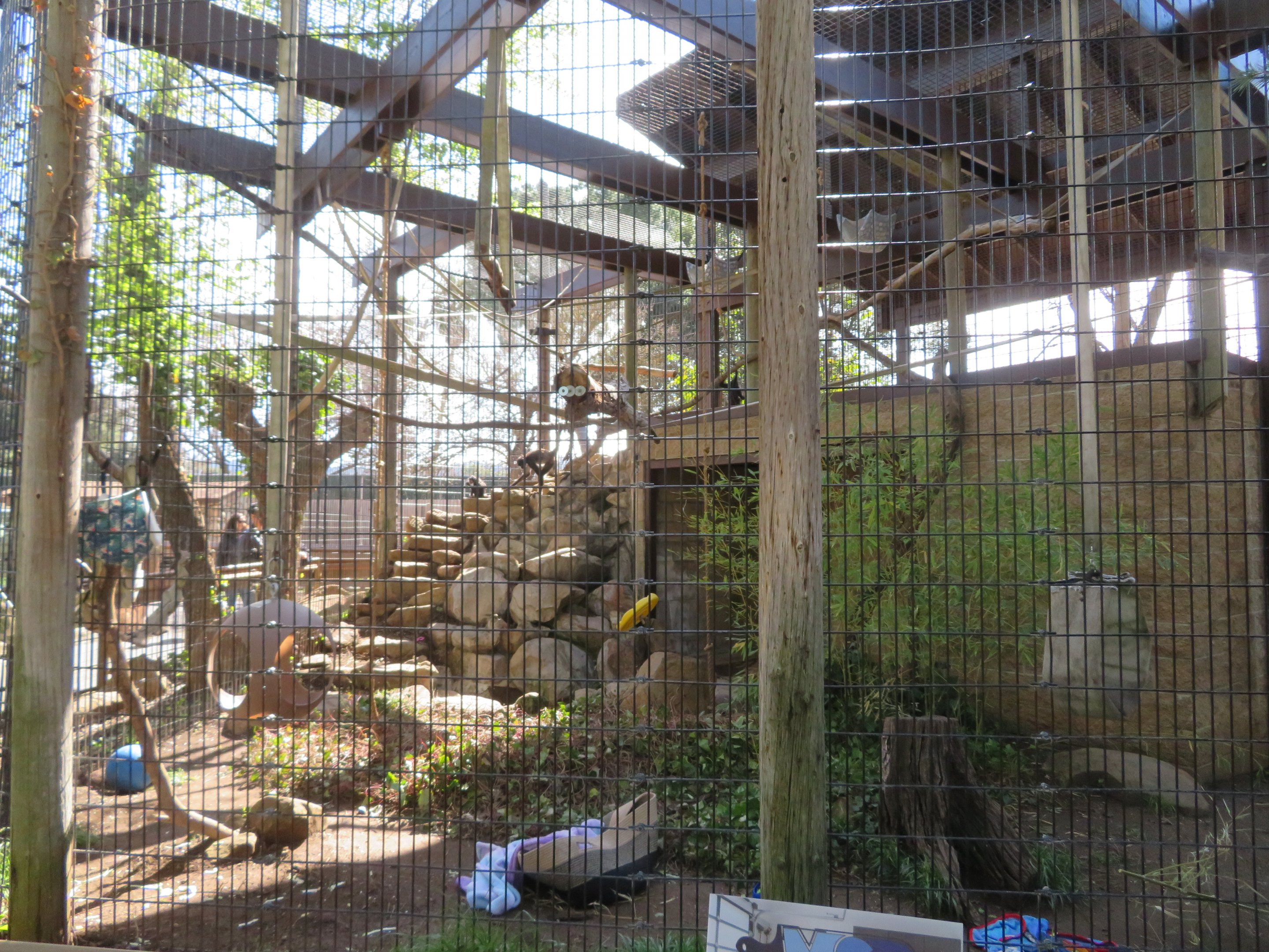 Spider Monkey Exhibit