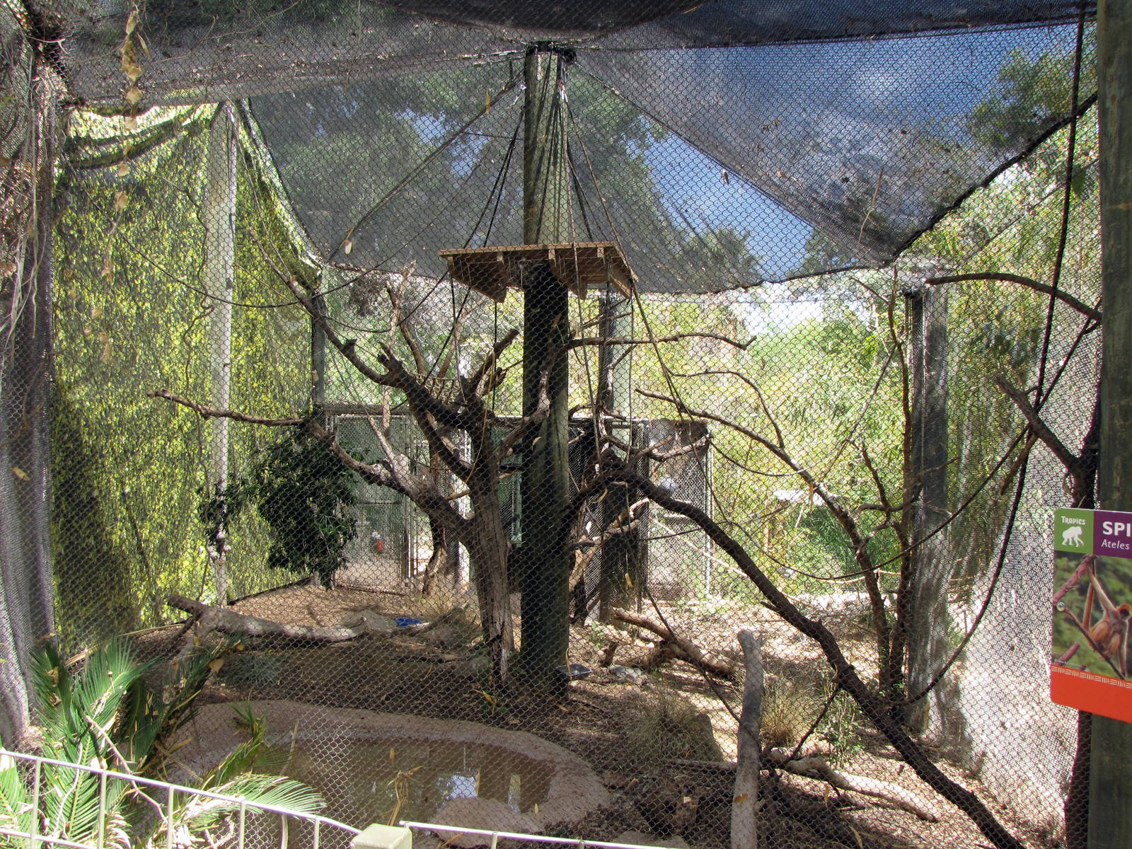 Spider Monkey Exhibit