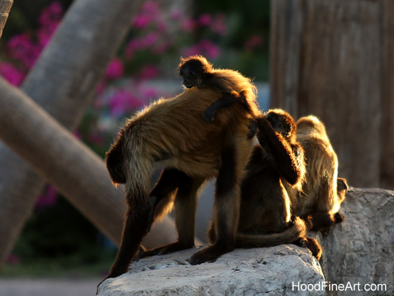 spider monkey family in last light