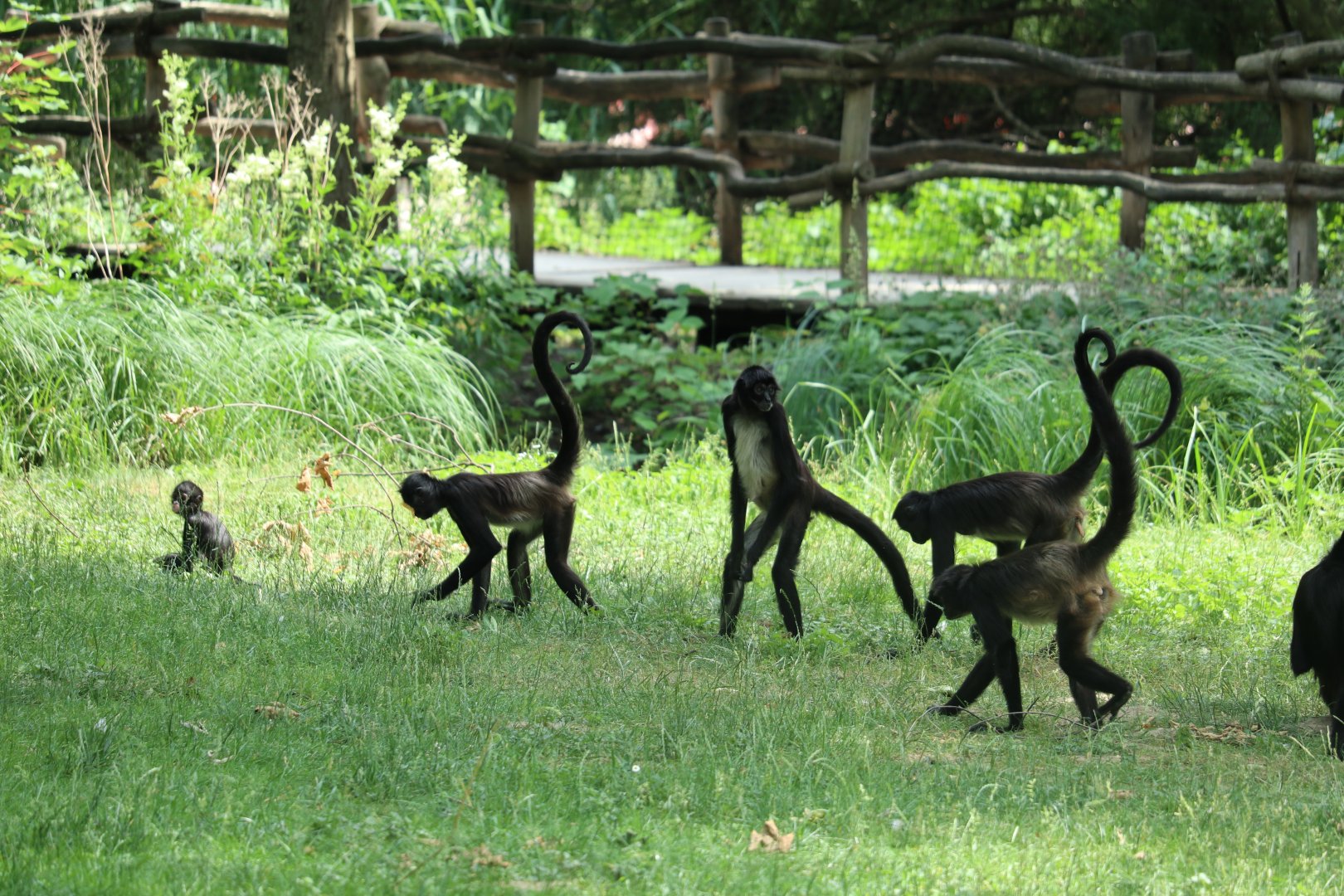 Spider Monkey family