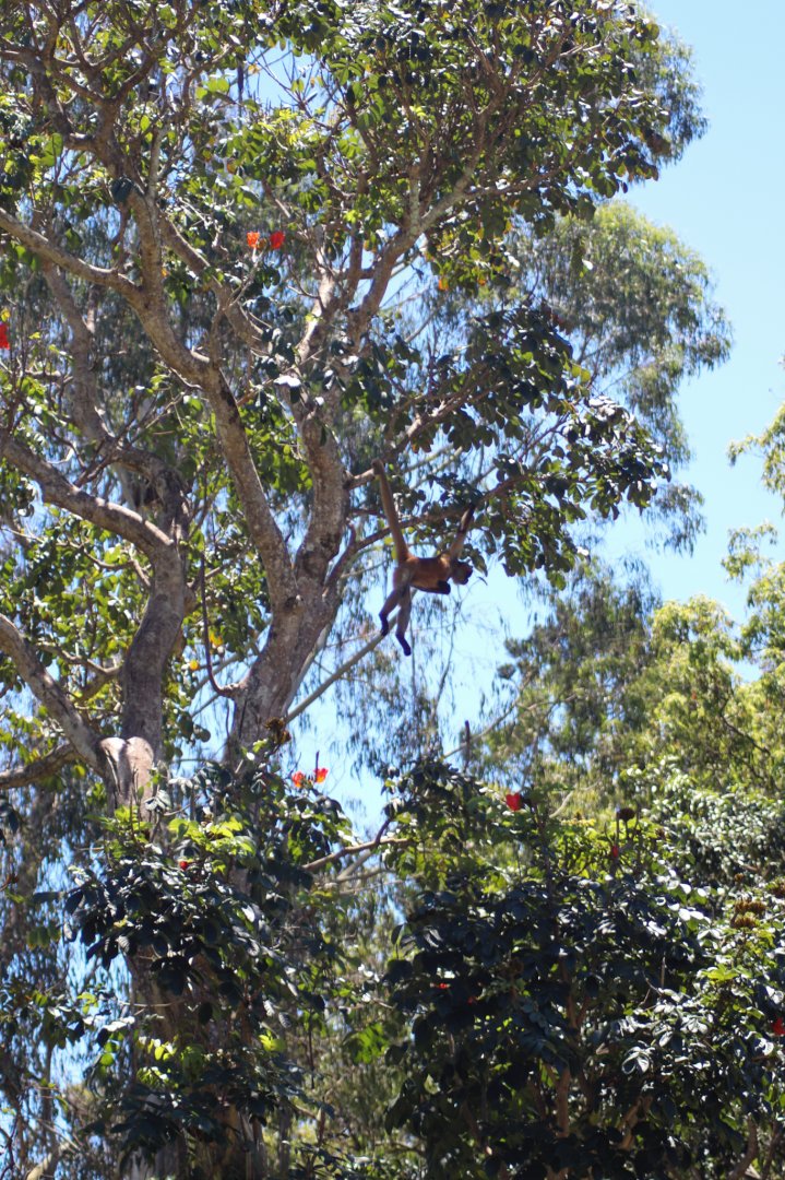 Spider Monkey in Tree