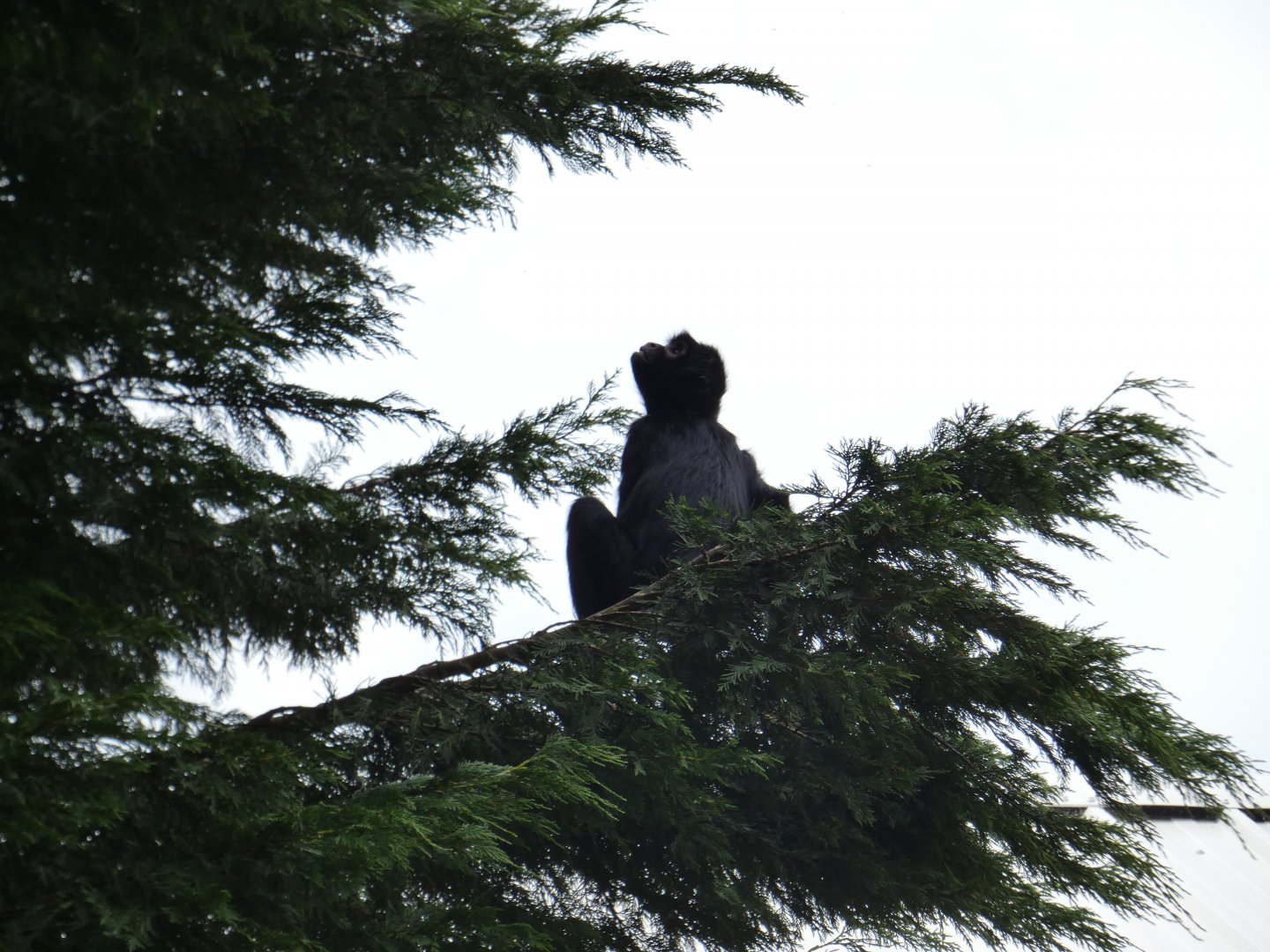 Spider monkey in tree