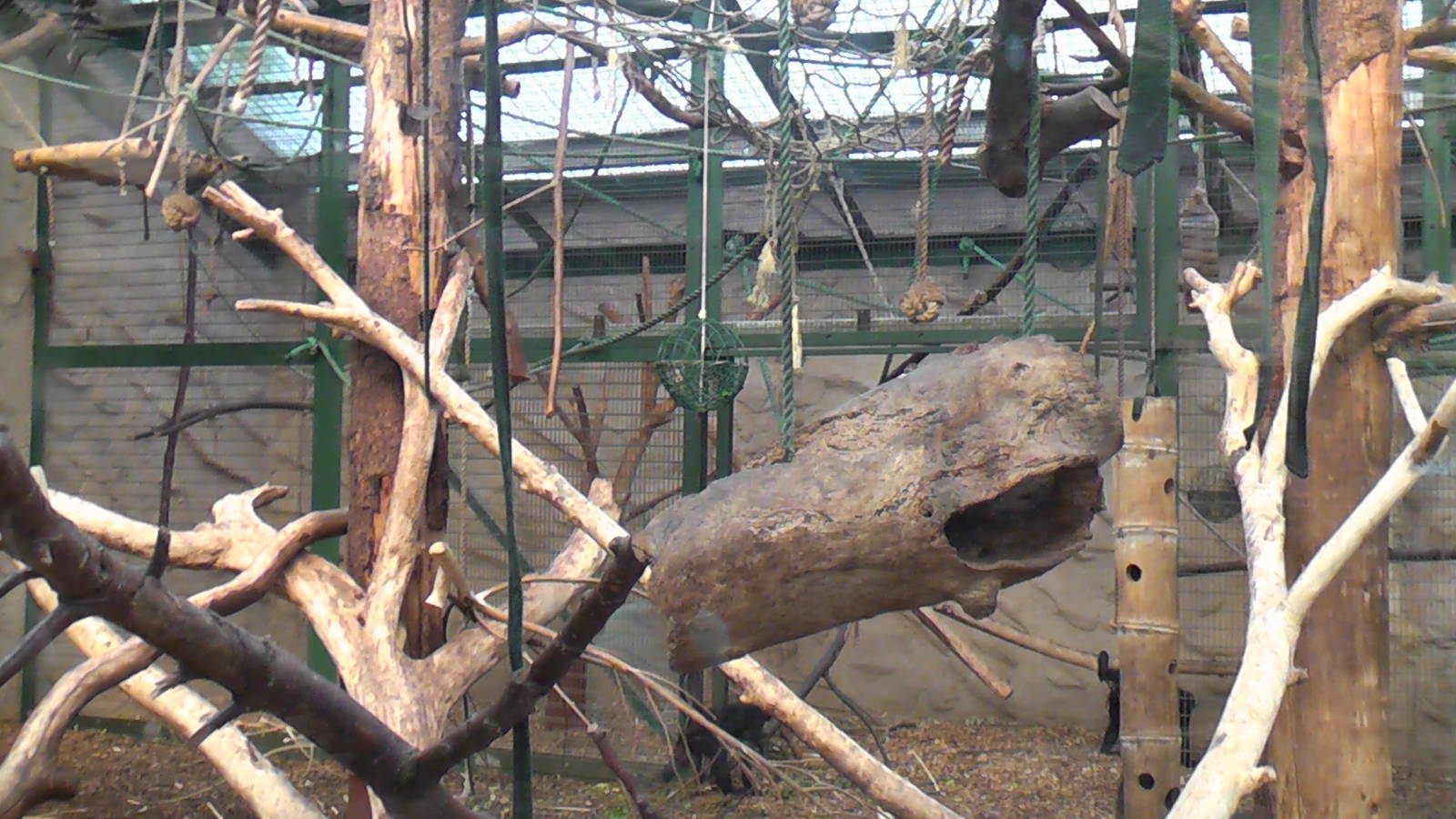 Spider Monkey Indoor Enclosure 19.6.10