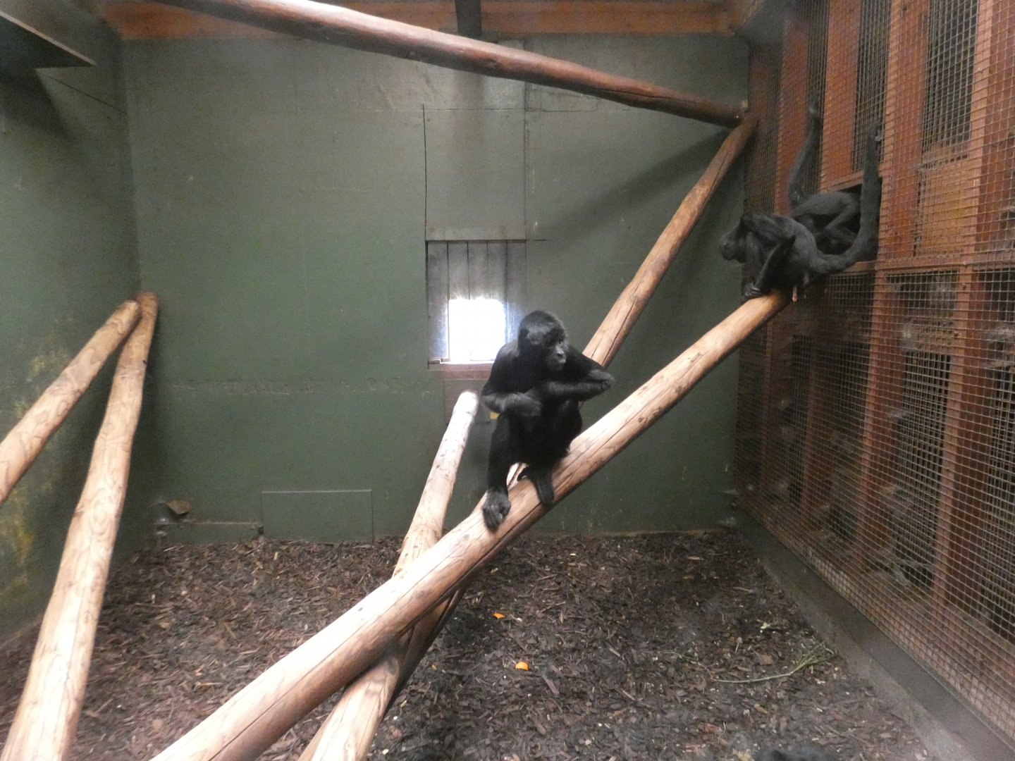 Spider monkey indoor enclosure