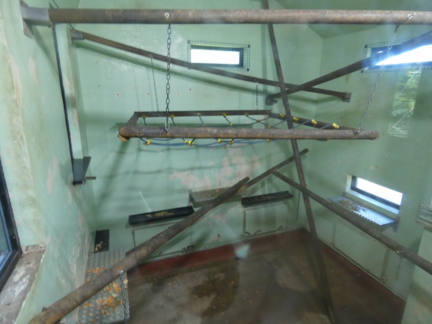 Spider monkey indoor enclosure