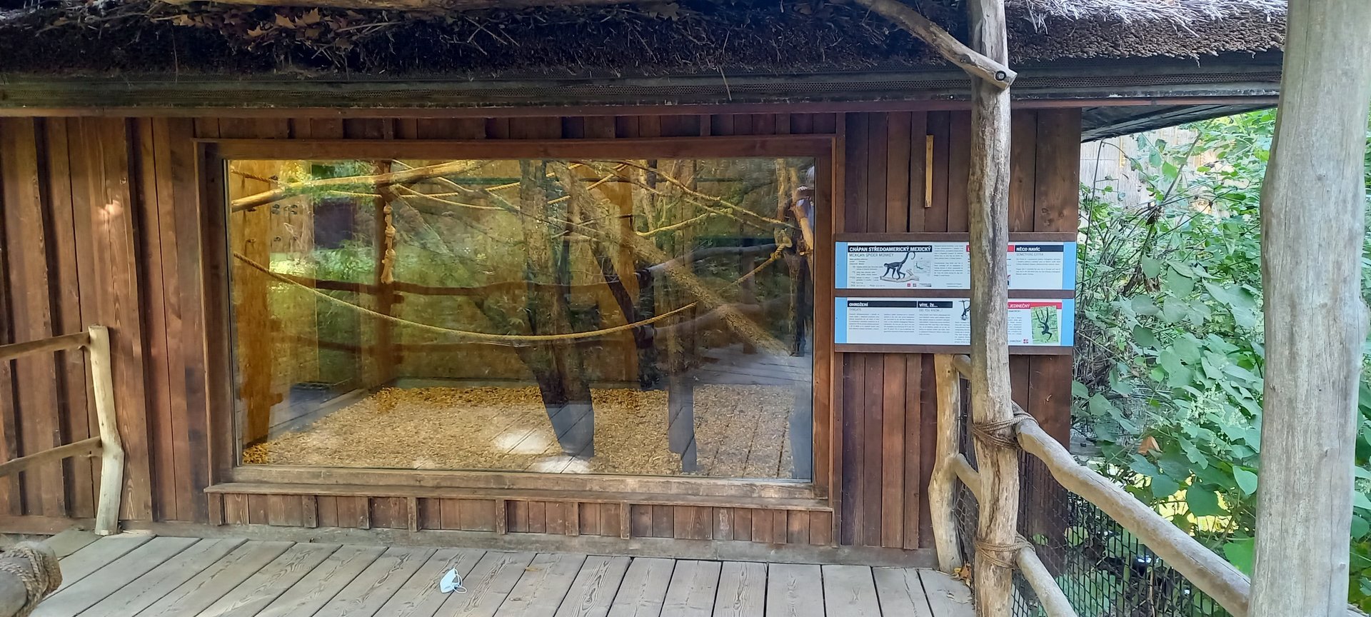 Spider monkey indoor-enclosure