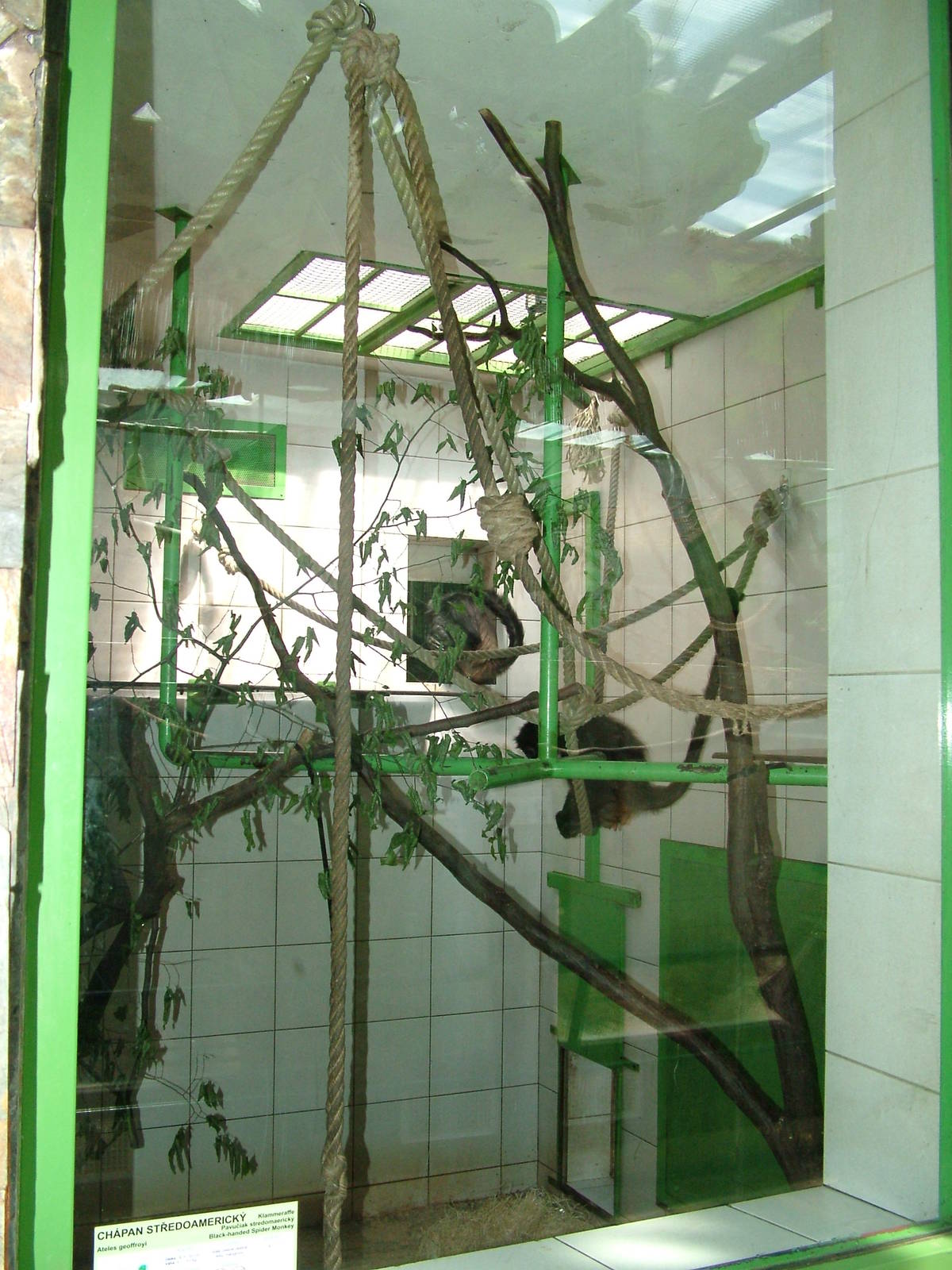 Spider Monkey indoor exhibit at Zlin, 28/05/10