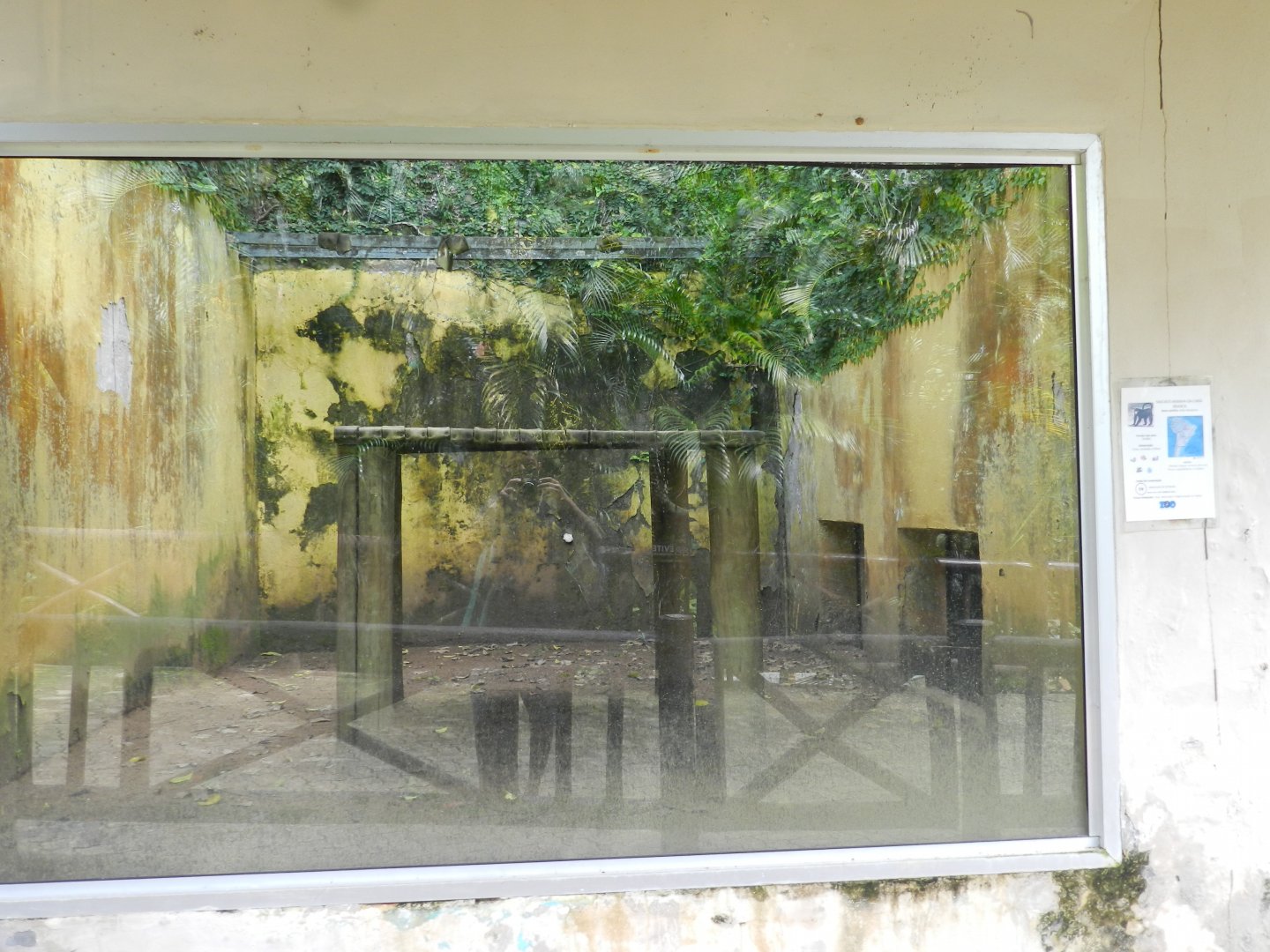 Spider monkey indoor exhibit - Salvador zoo (PZGV)