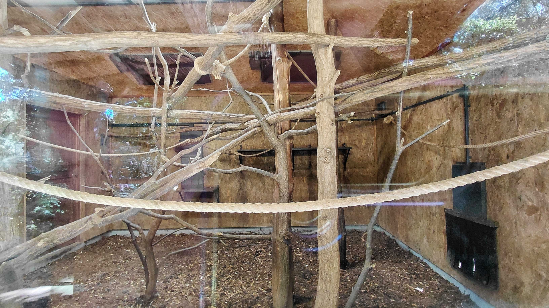 Spider monkey indoor exhibit