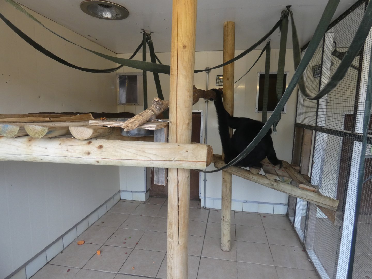 Spider monkey indoor