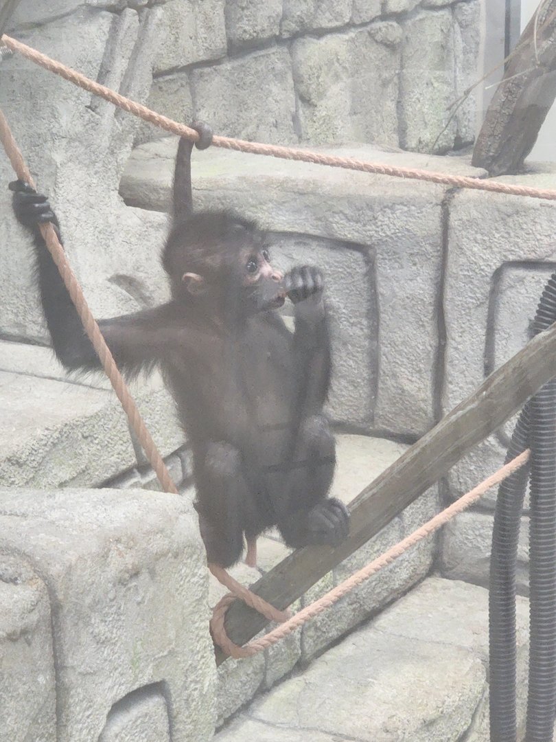 Spider Monkey Infant