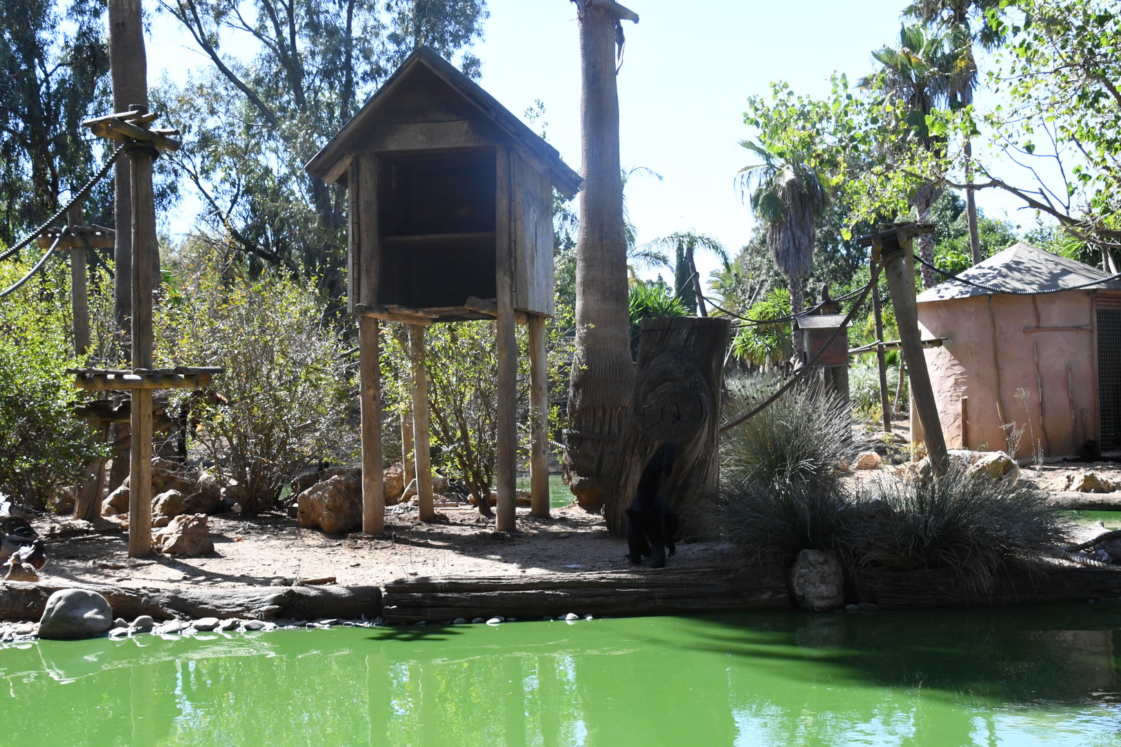 Spider Monkey Island (1.0 Red-faced Black Spider Monkey and a companion Red Ruffed Lemur)