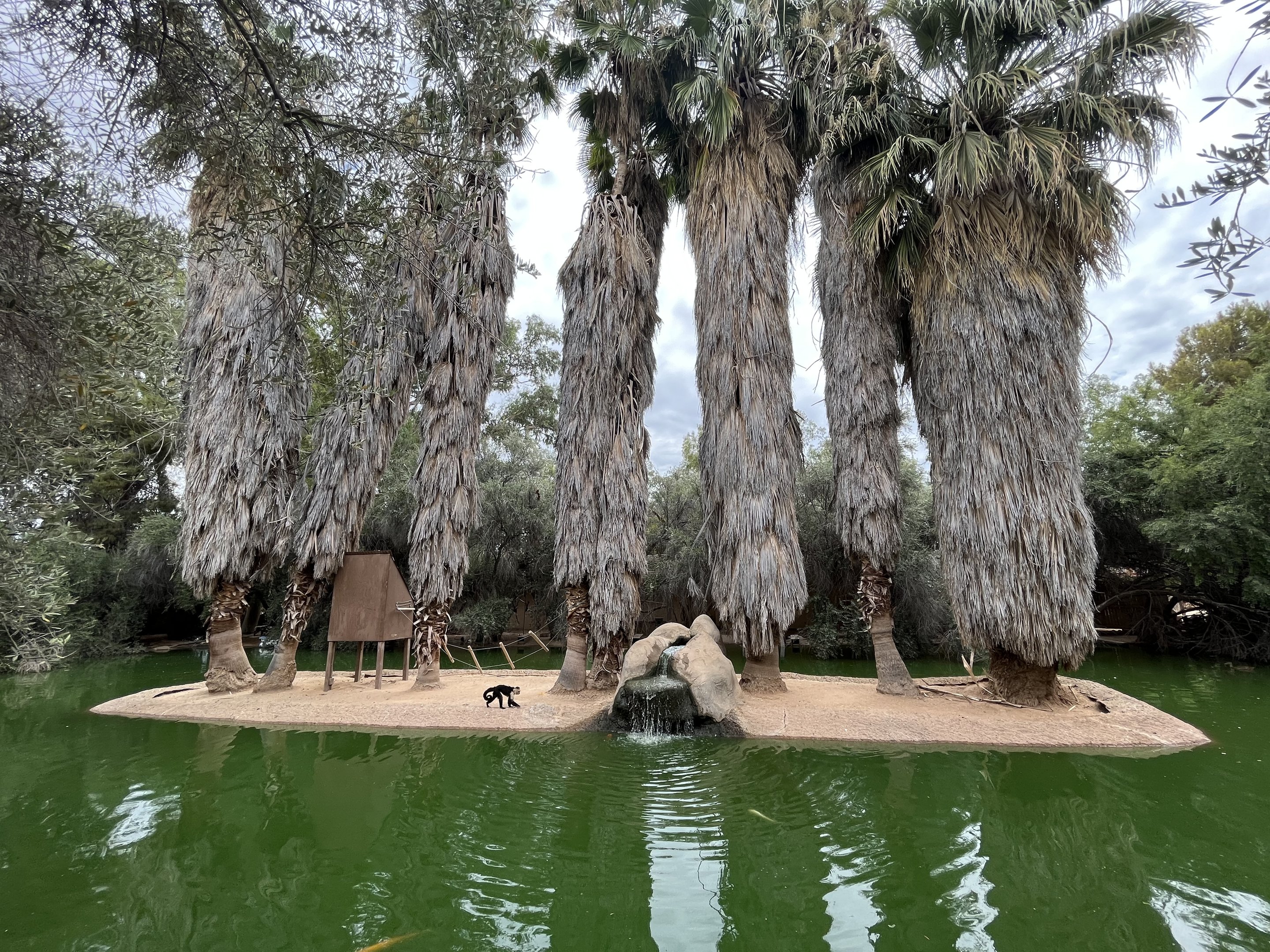 Spider Monkey Island #2