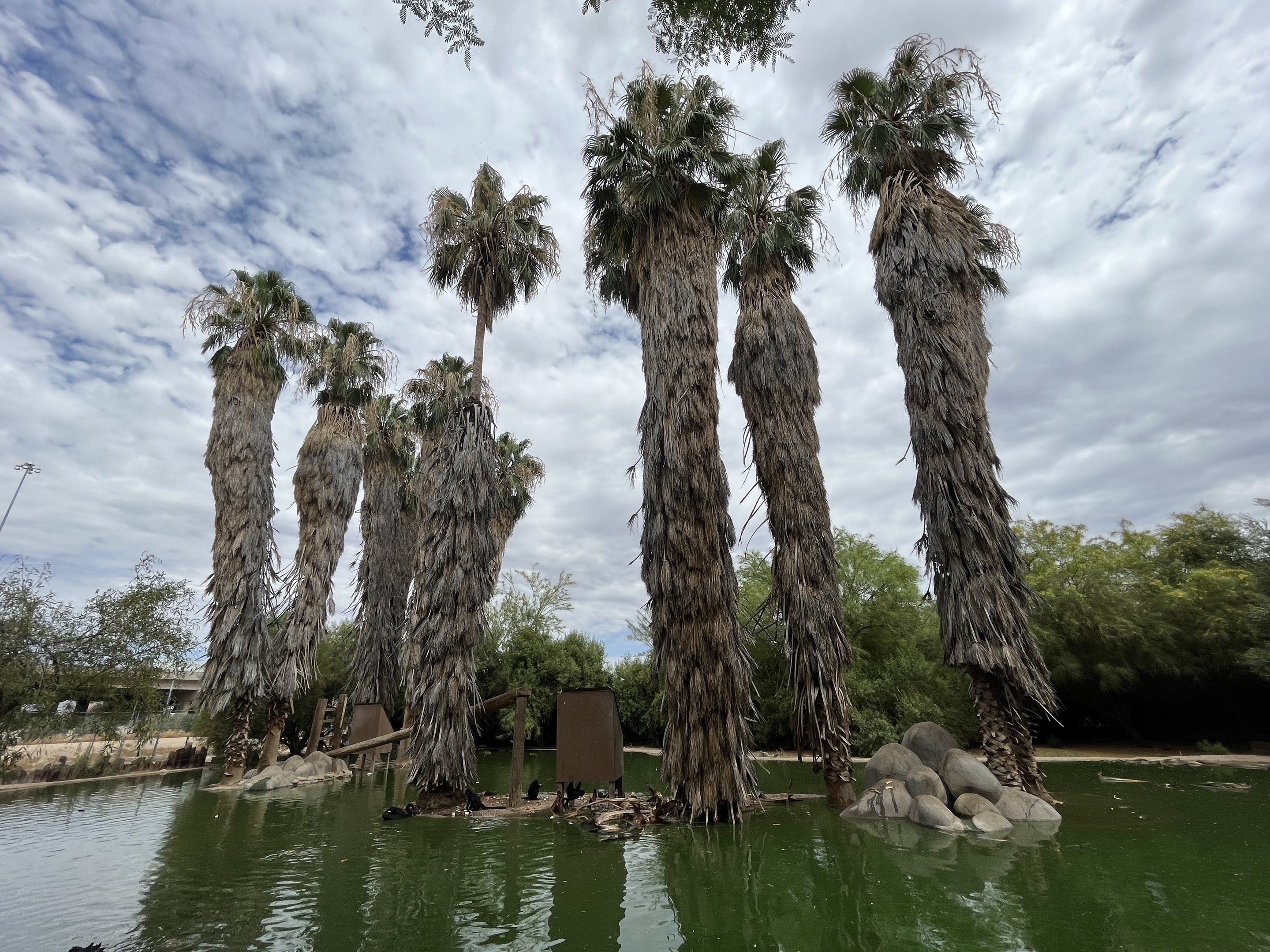 Spider Monkey Island #3