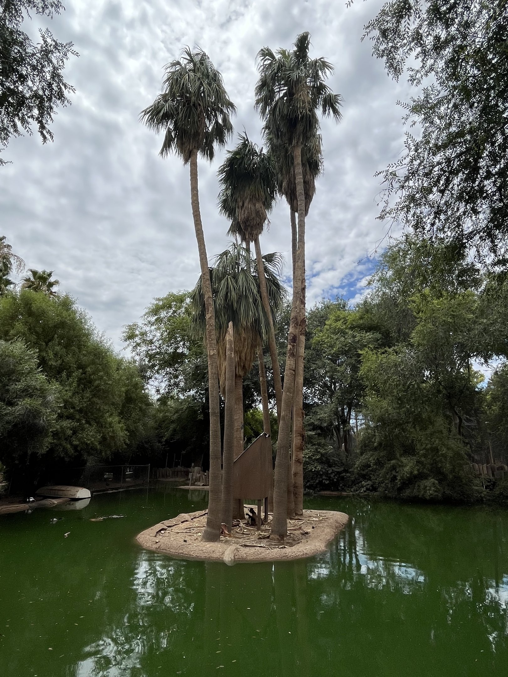 Spider Monkey Island #4