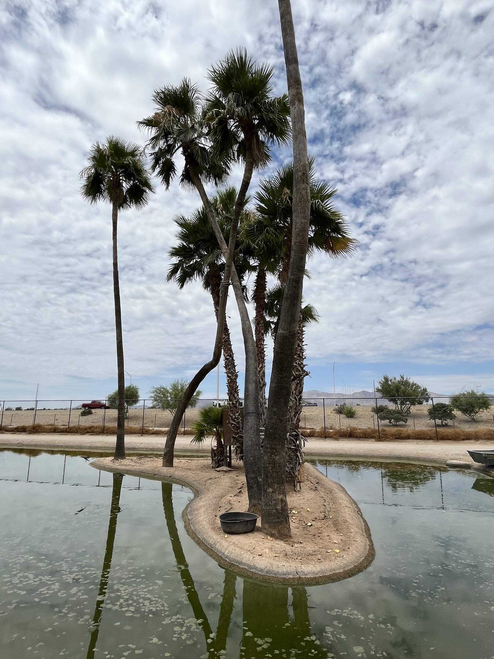 Spider Monkey Island #5