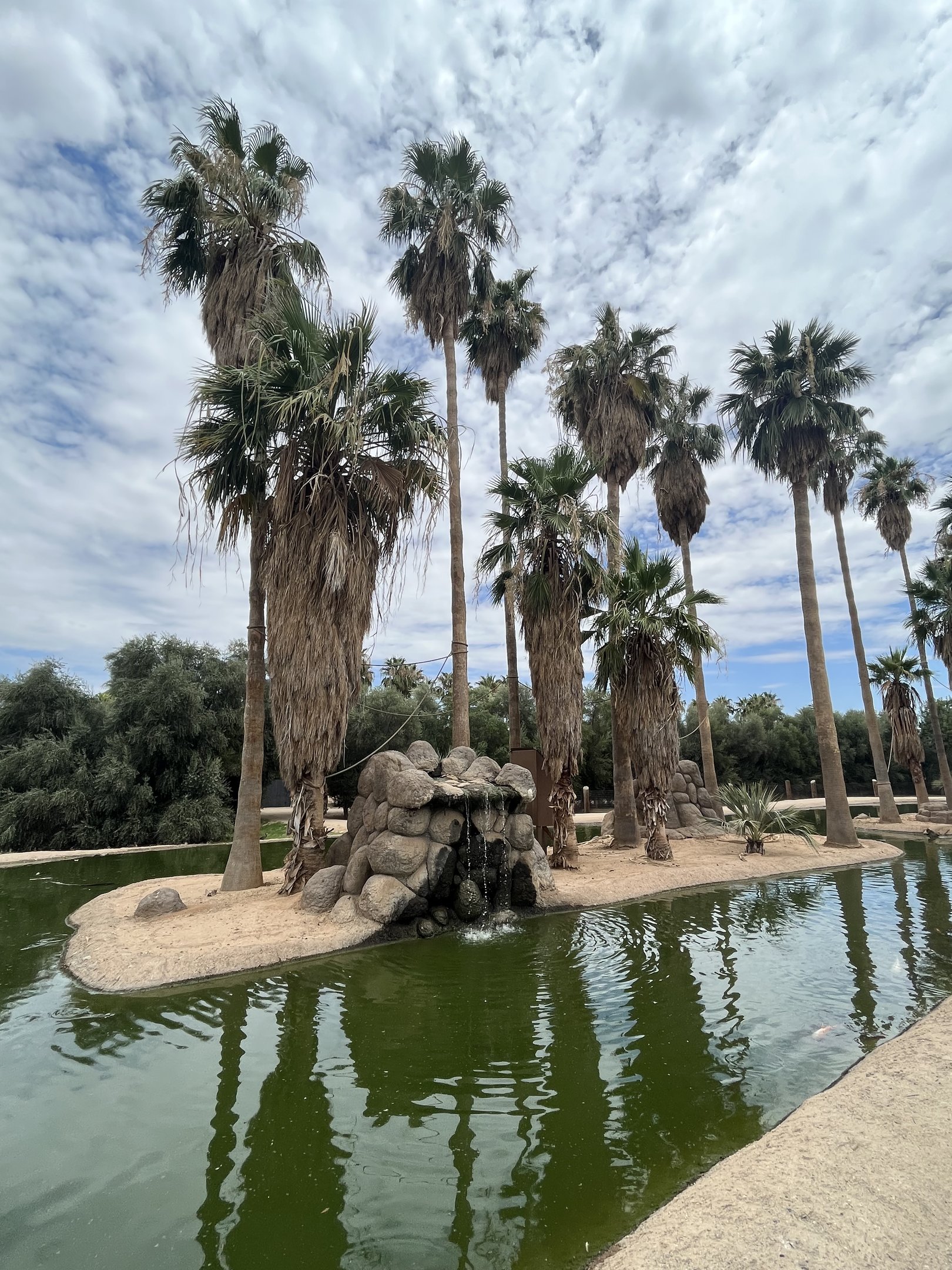 Spider Monkey Island #6