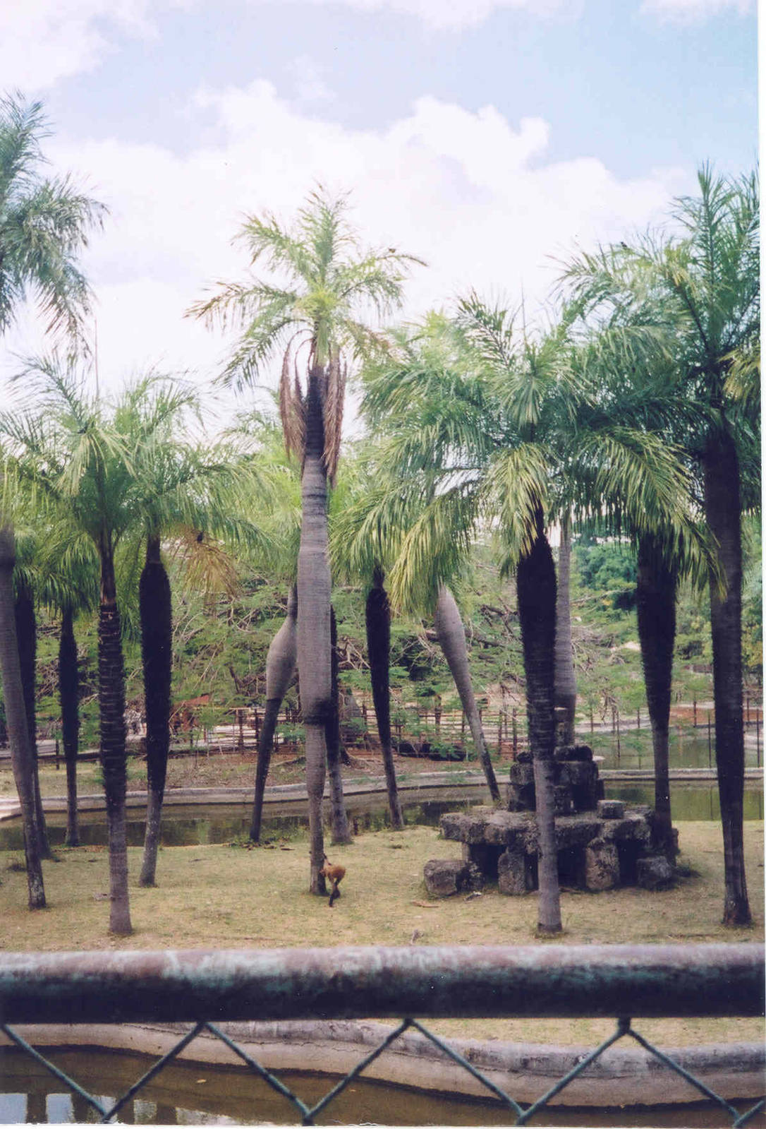Spider Monkey Island - Havana Zoo, Cuba 2004