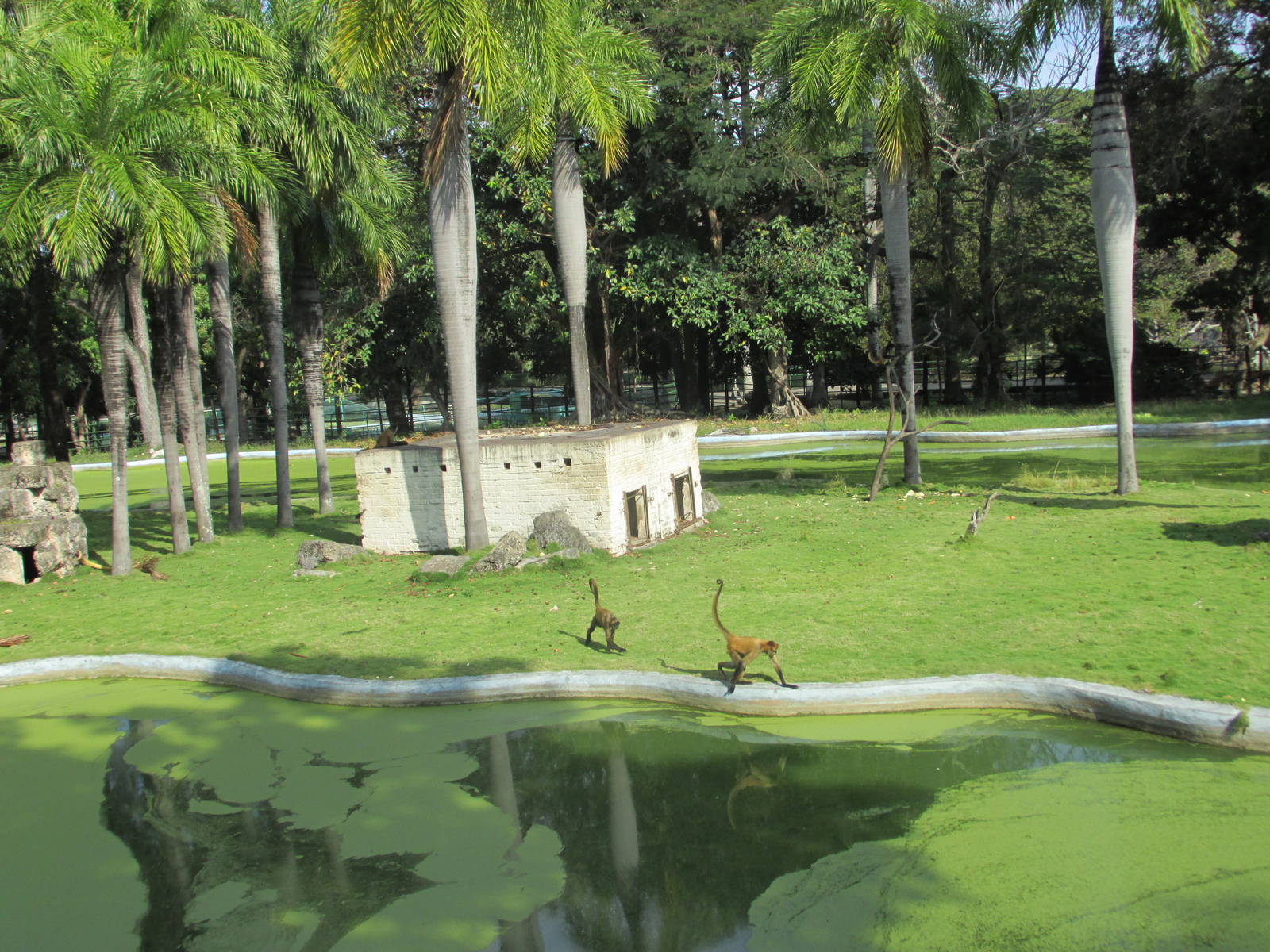 Spider Monkey Island Havana Zoo