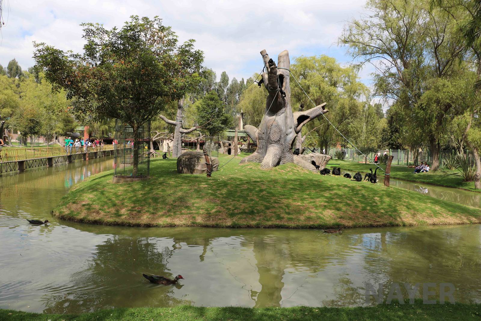 Spider monkey island, March 2016