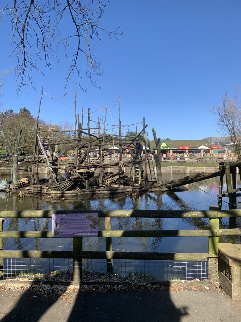 Spider monkey island revamp