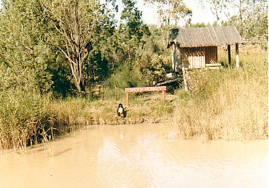 Spider Monkey Island  @  Western plains Zoo