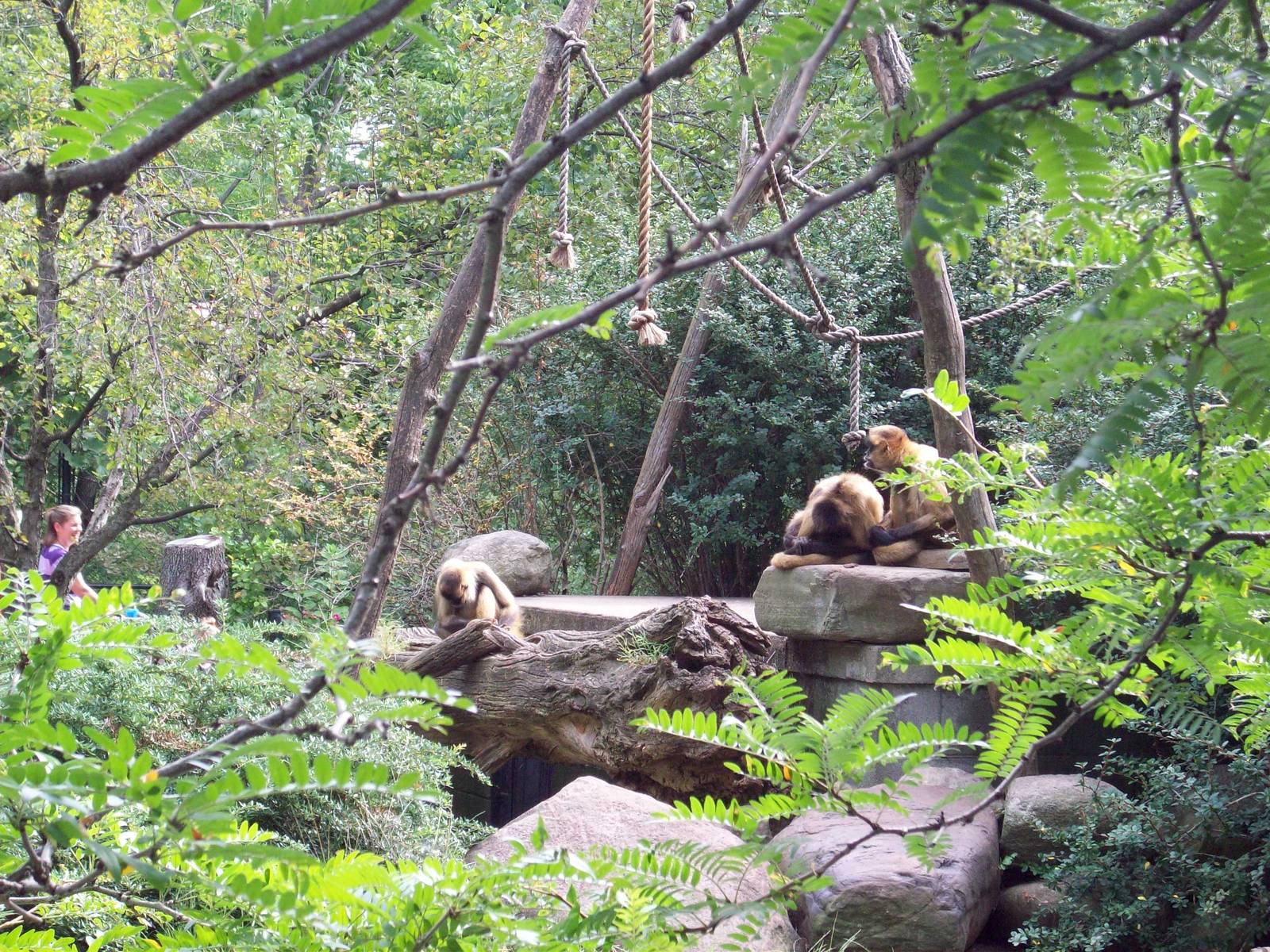 Spider Monkey Island