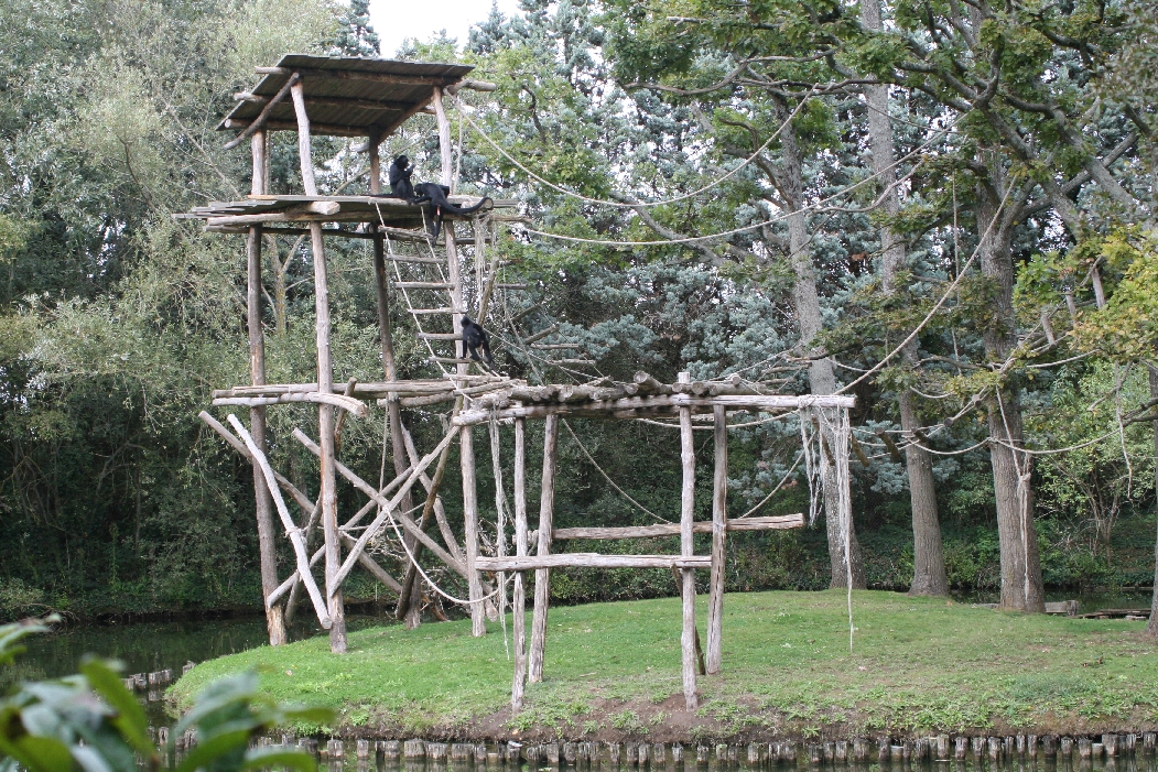 Spider Monkey Island