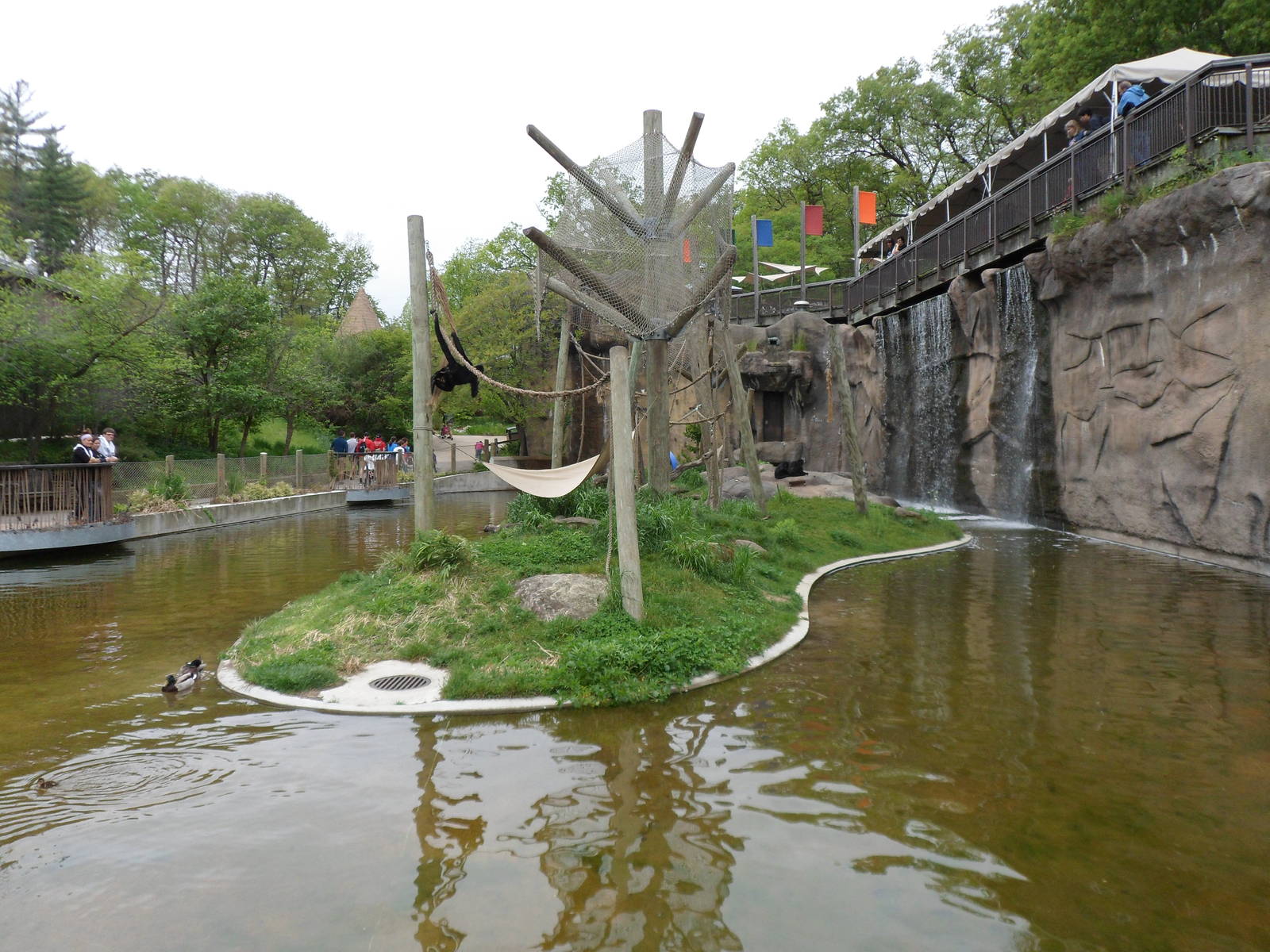 Spider Monkey Island