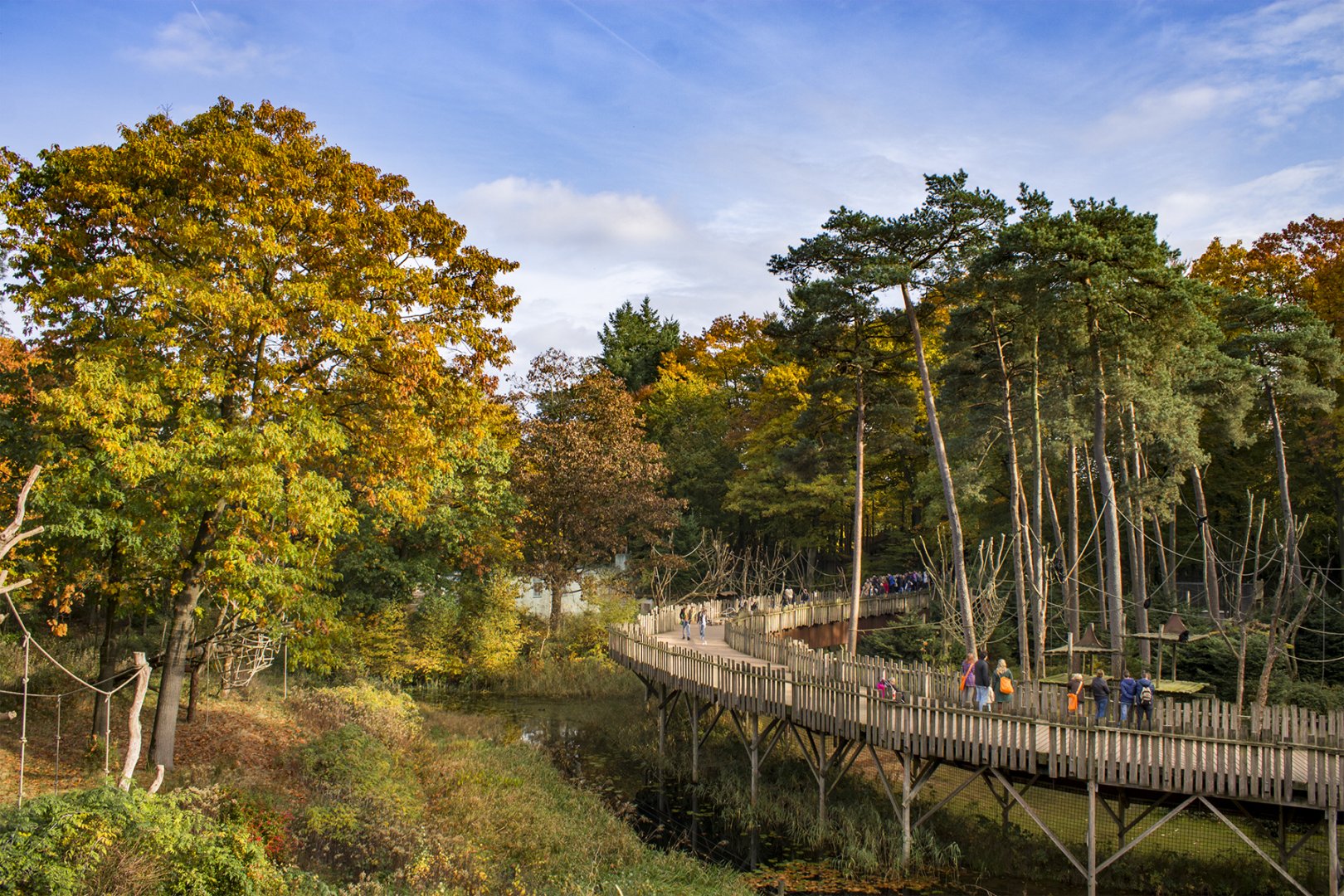 Spider monkey island