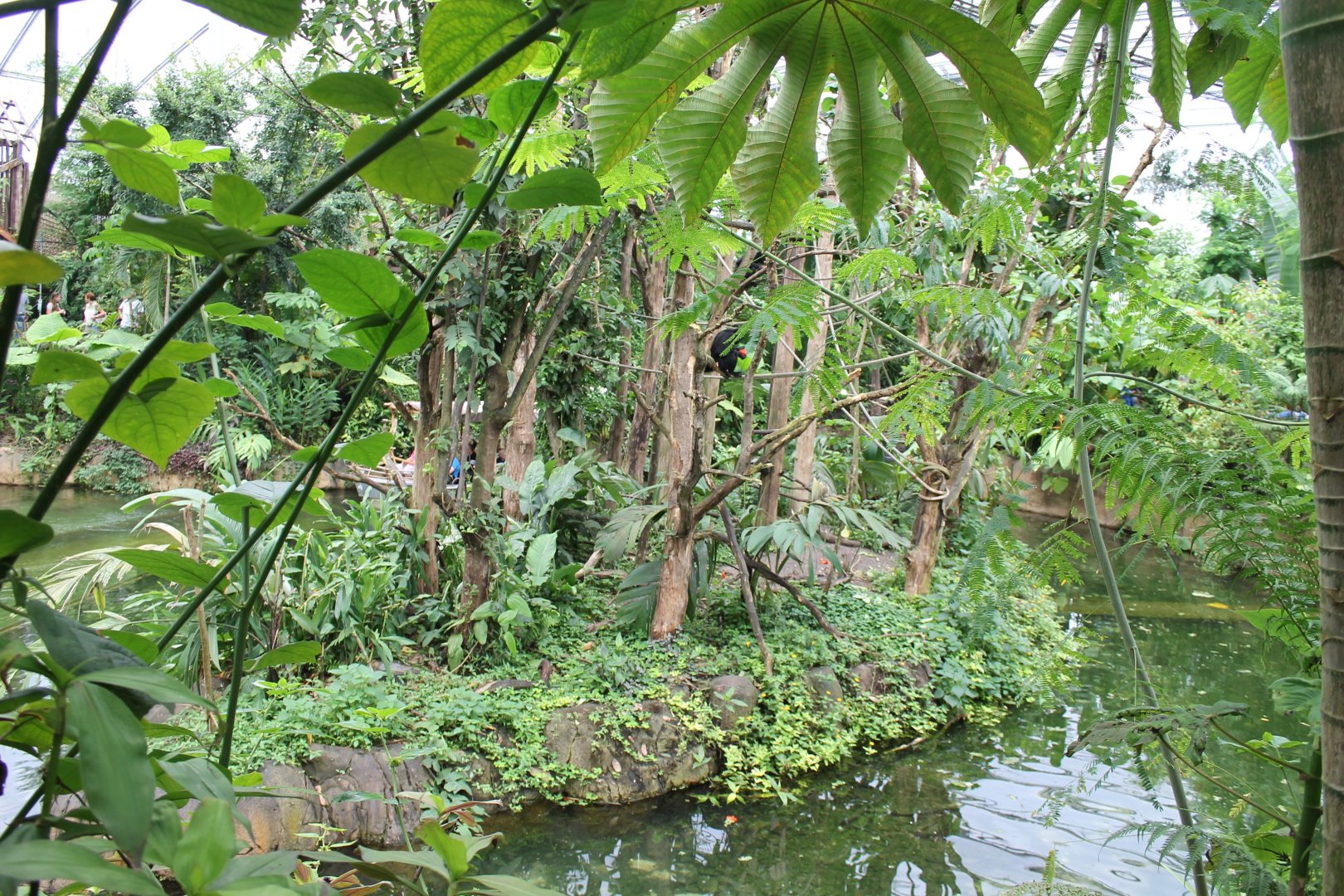 Spider monkey island