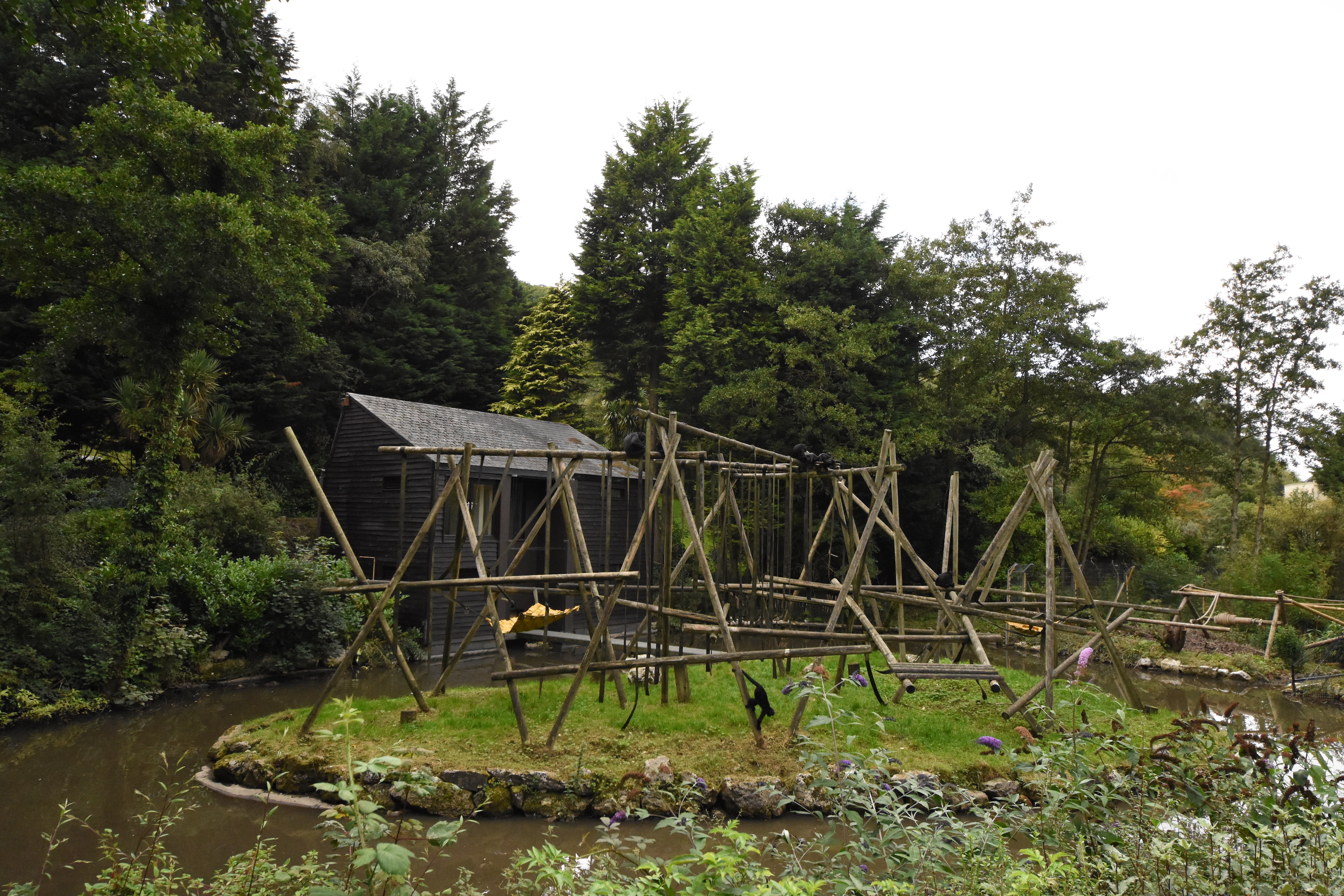 Spider monkey island